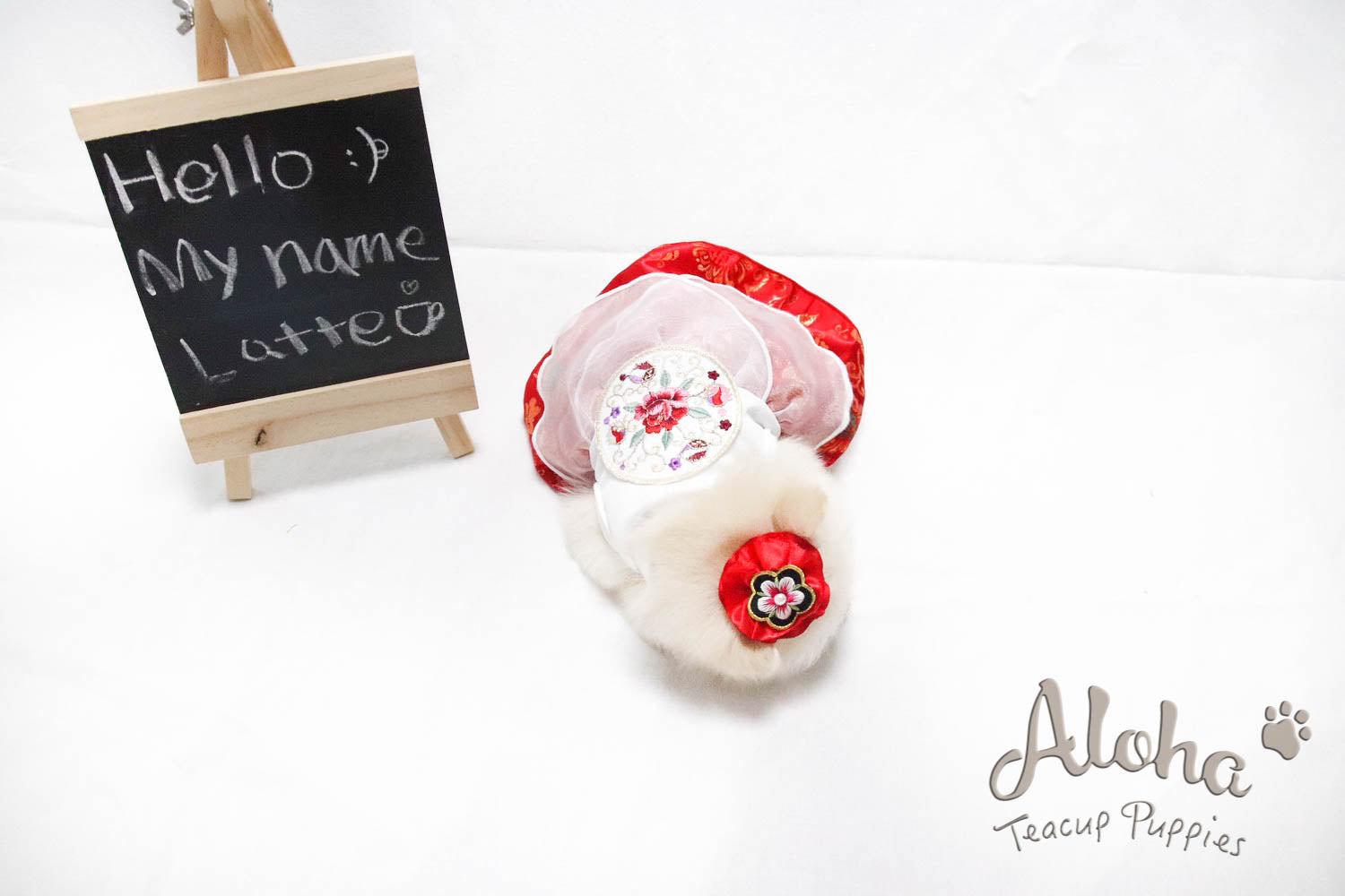 Sold to Mahsa, Latte - [Pomeranian]