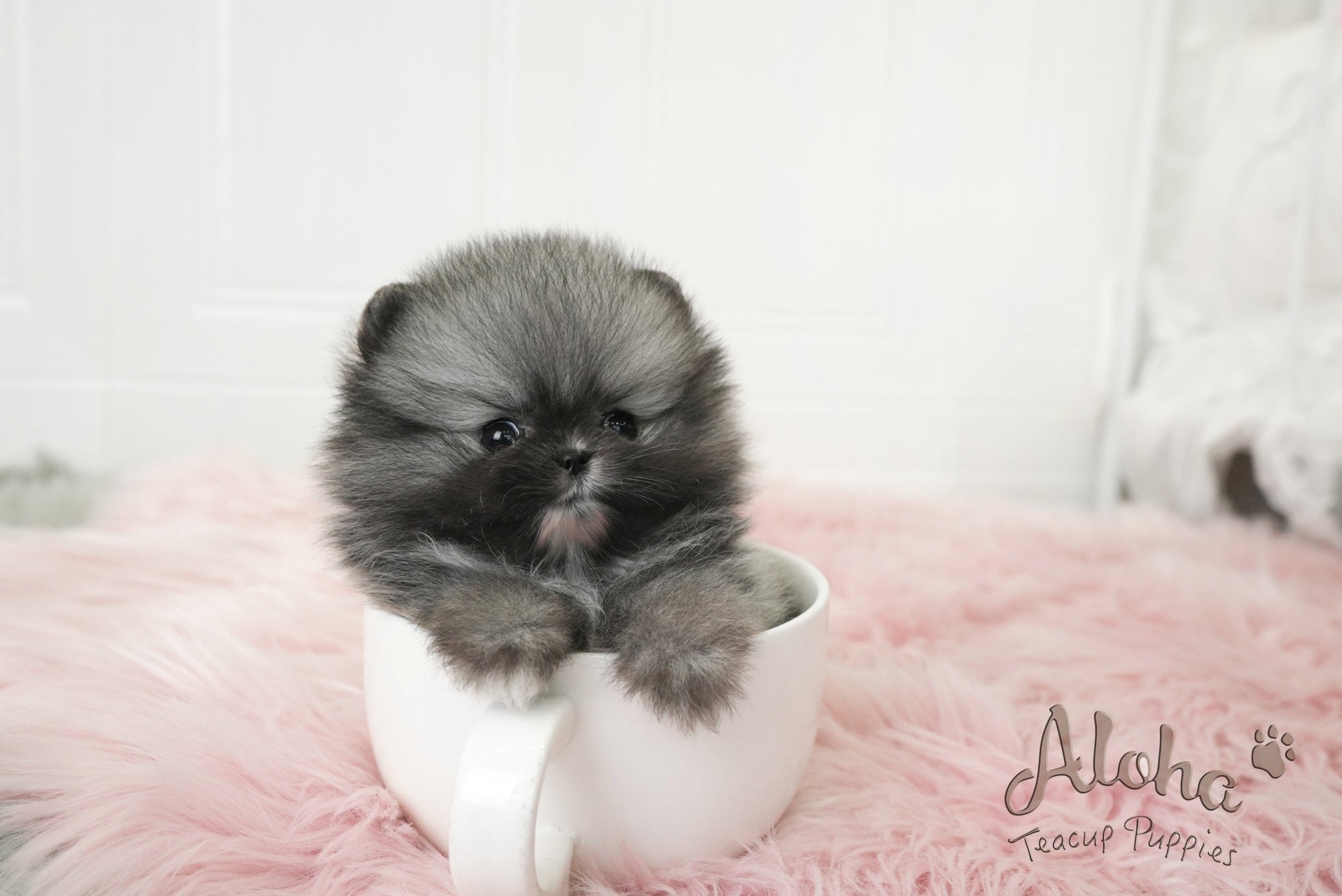 Nero [TEACUP POMERANIAN]
