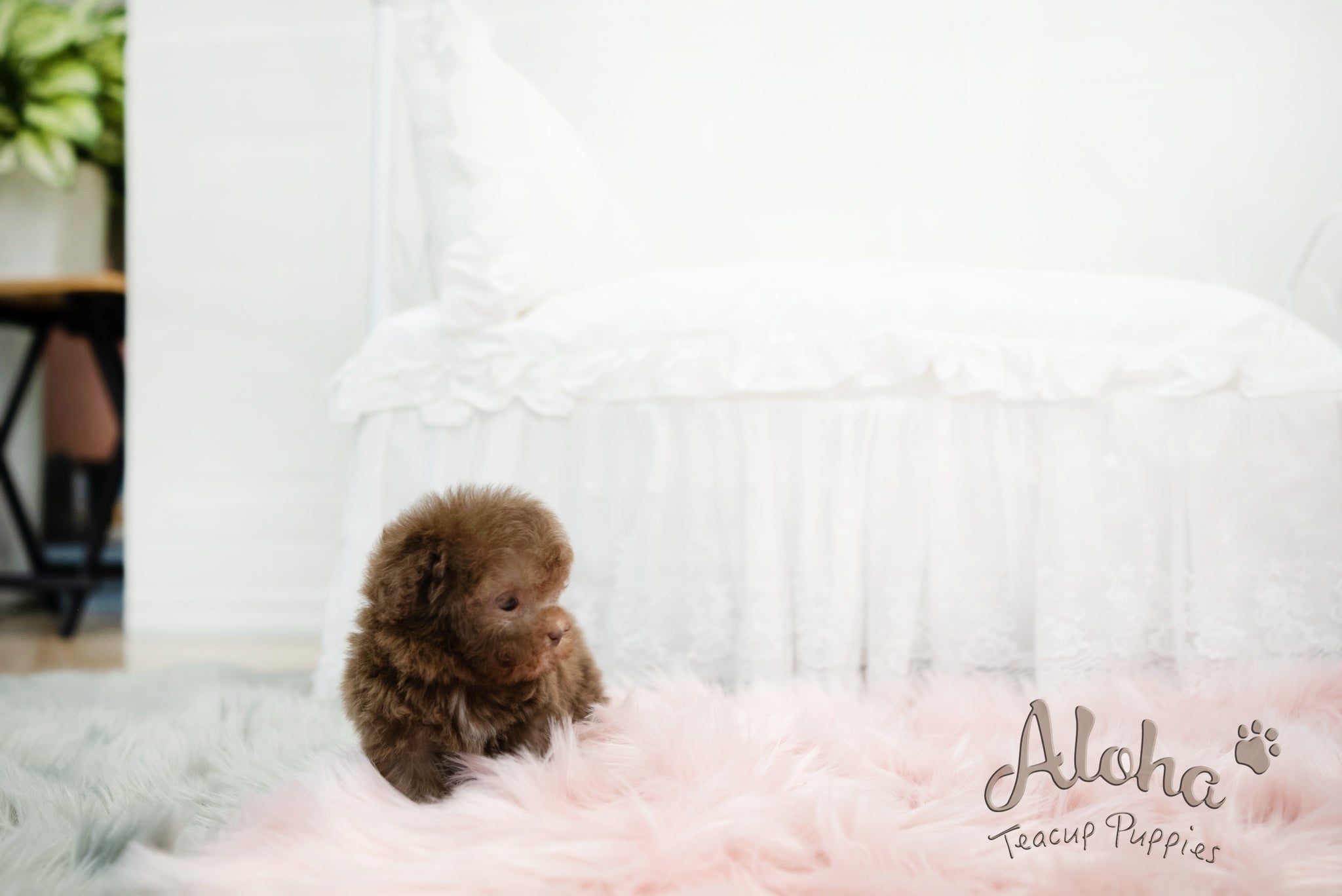 Lucy [TEACUP POODLE]