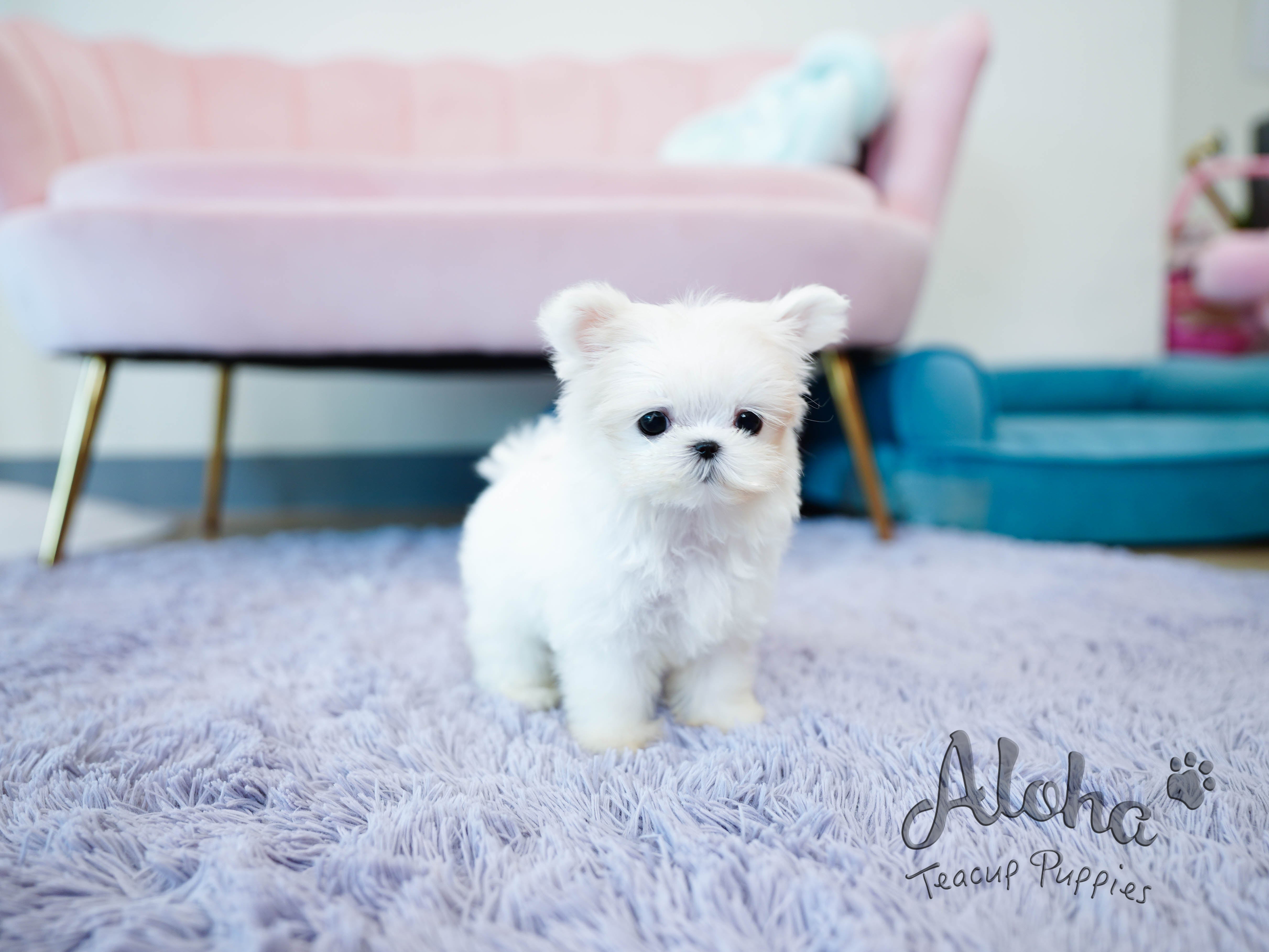 Momo [TEACUP MALTESE]