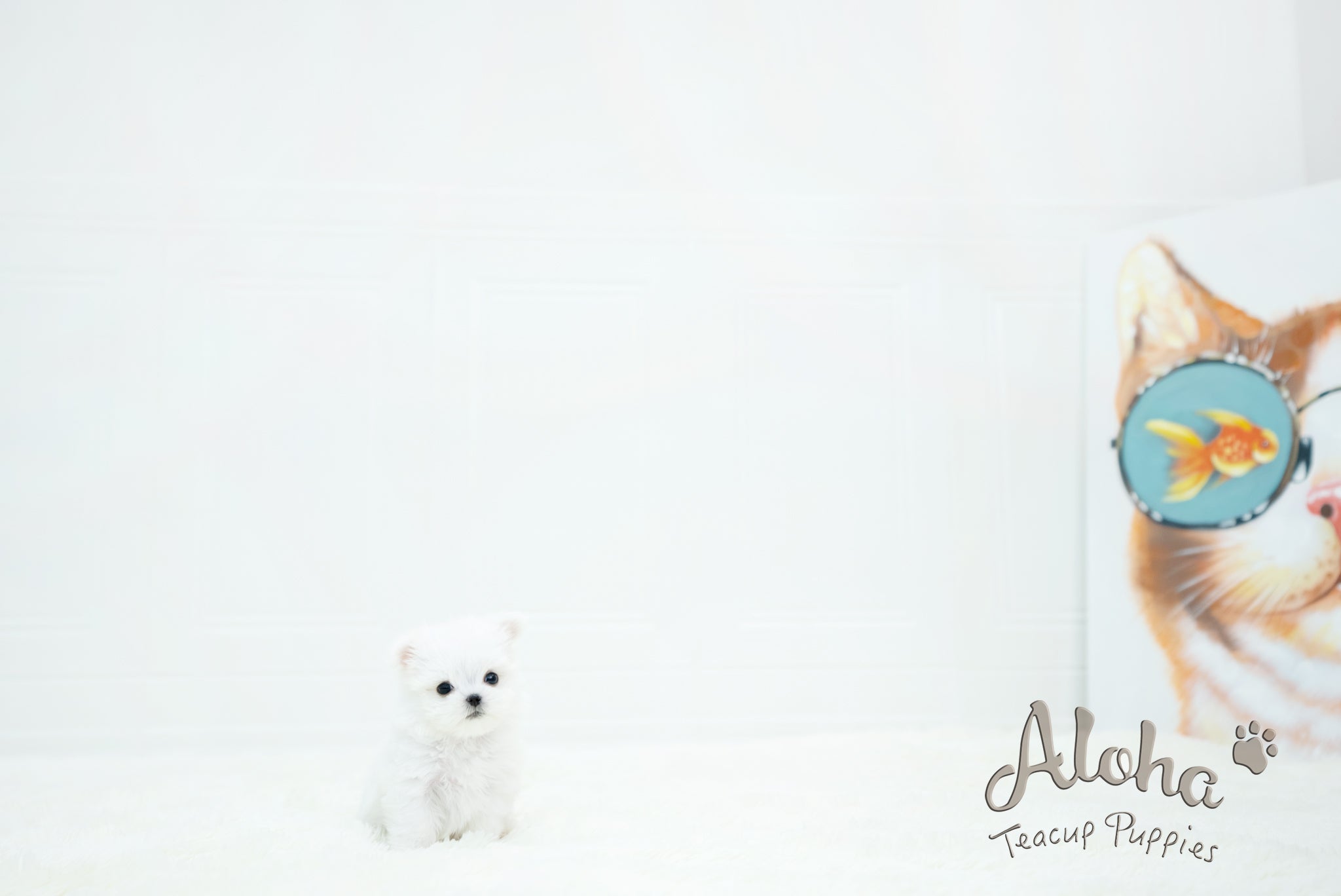 Chloe [TEACUP MALTESE]