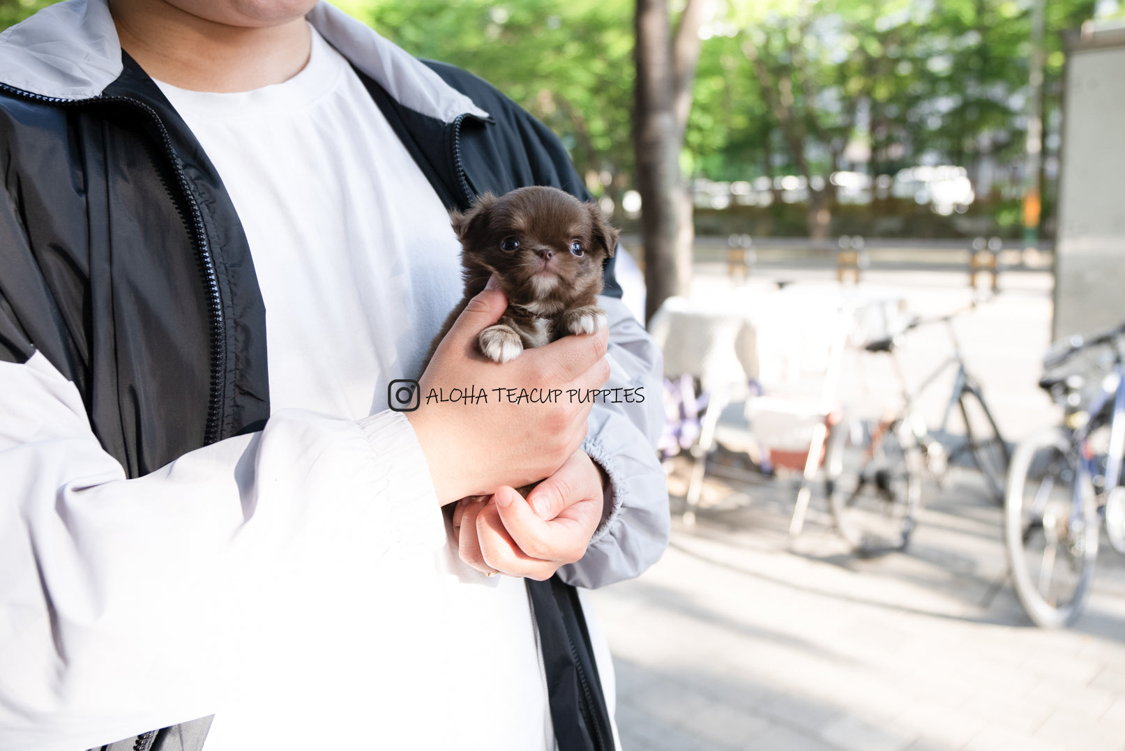 Kenzo [TEACUP Chihuahua]
