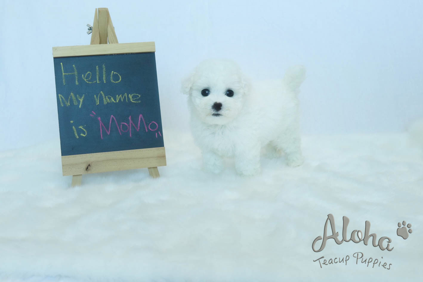 Vendido a Amanda, MOMO - [Bichón de taza de té]