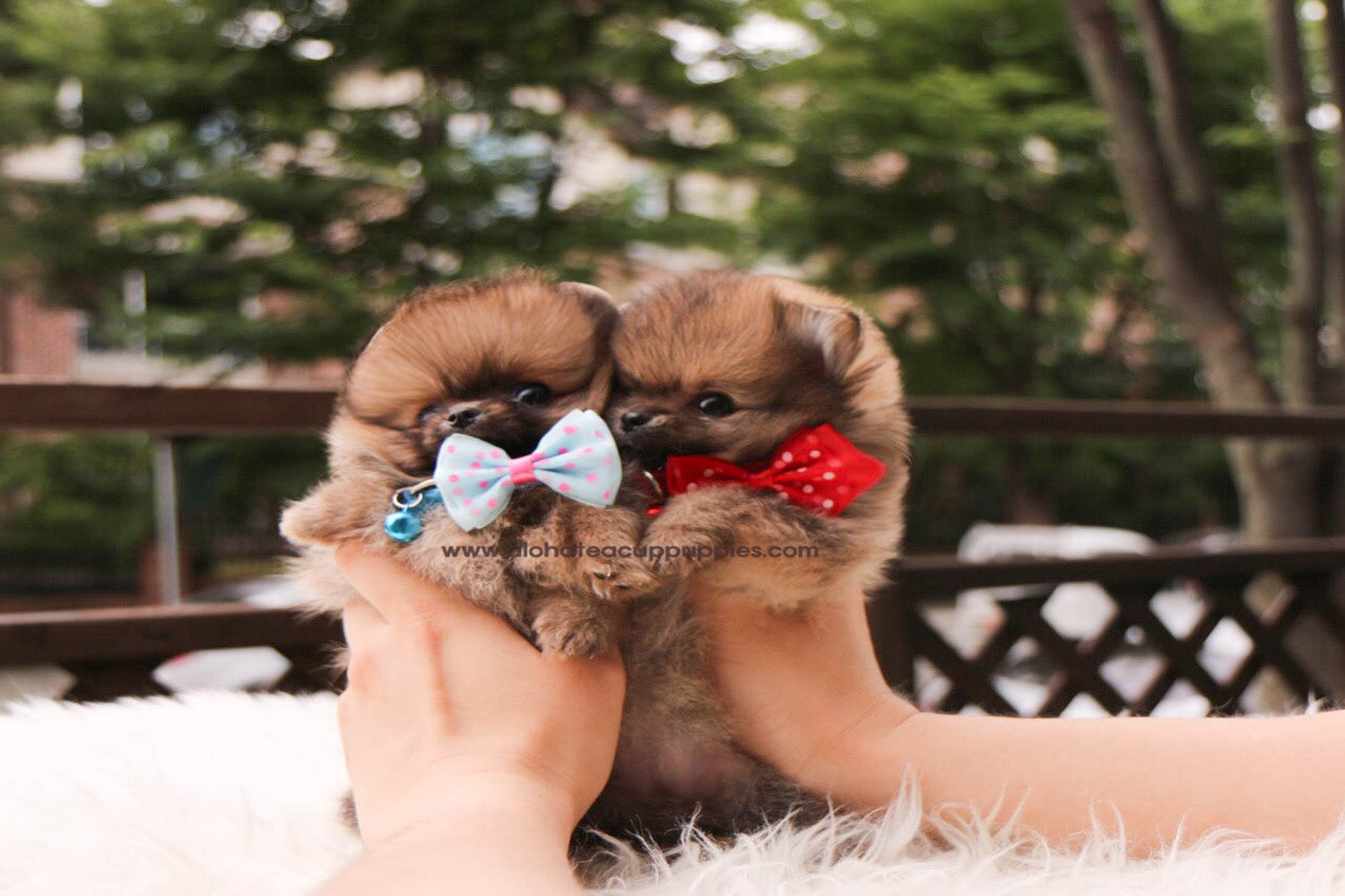 Nichol "collar rojo" - [Pomerania]
