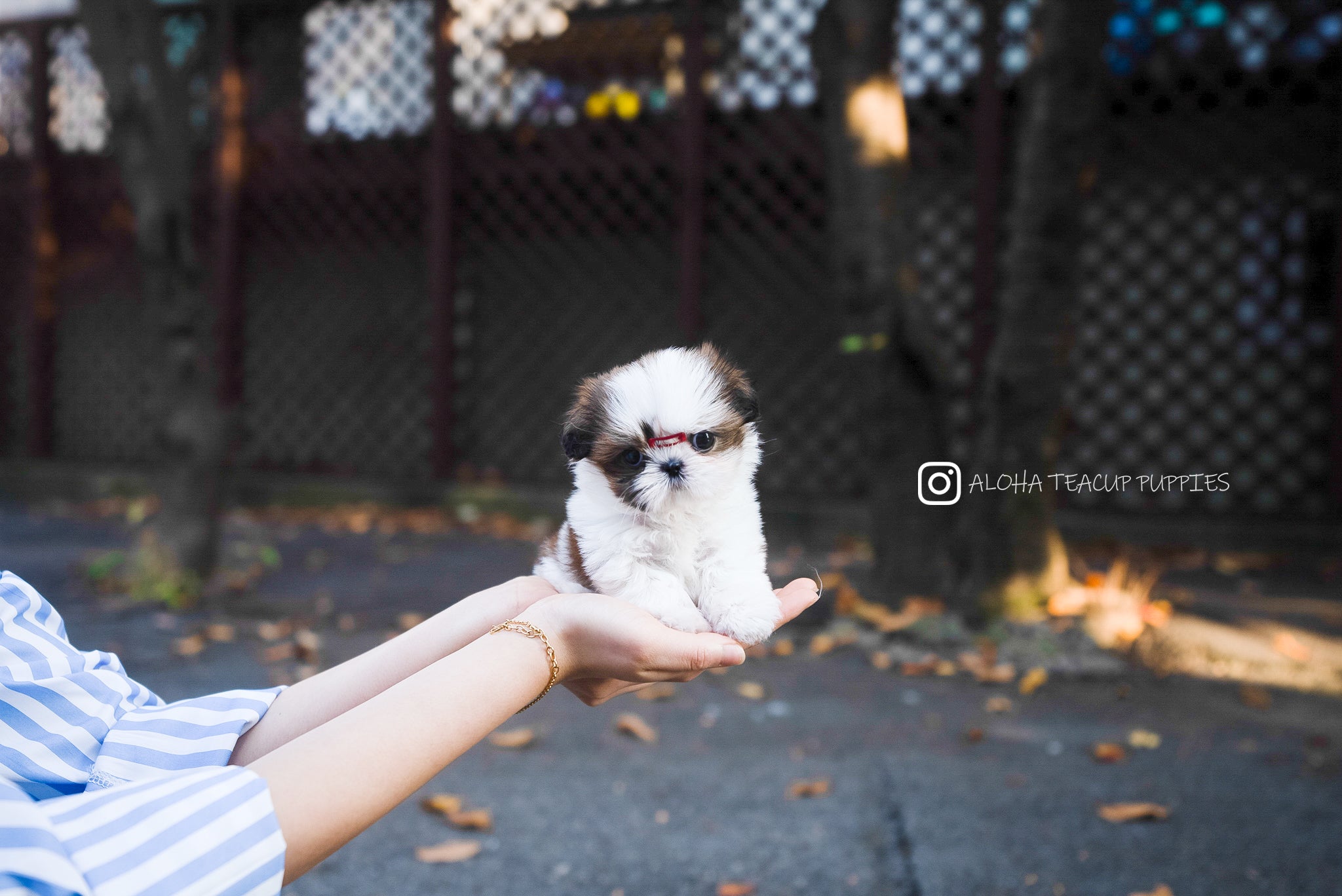 Maya [TEACUP SHIHTZU]