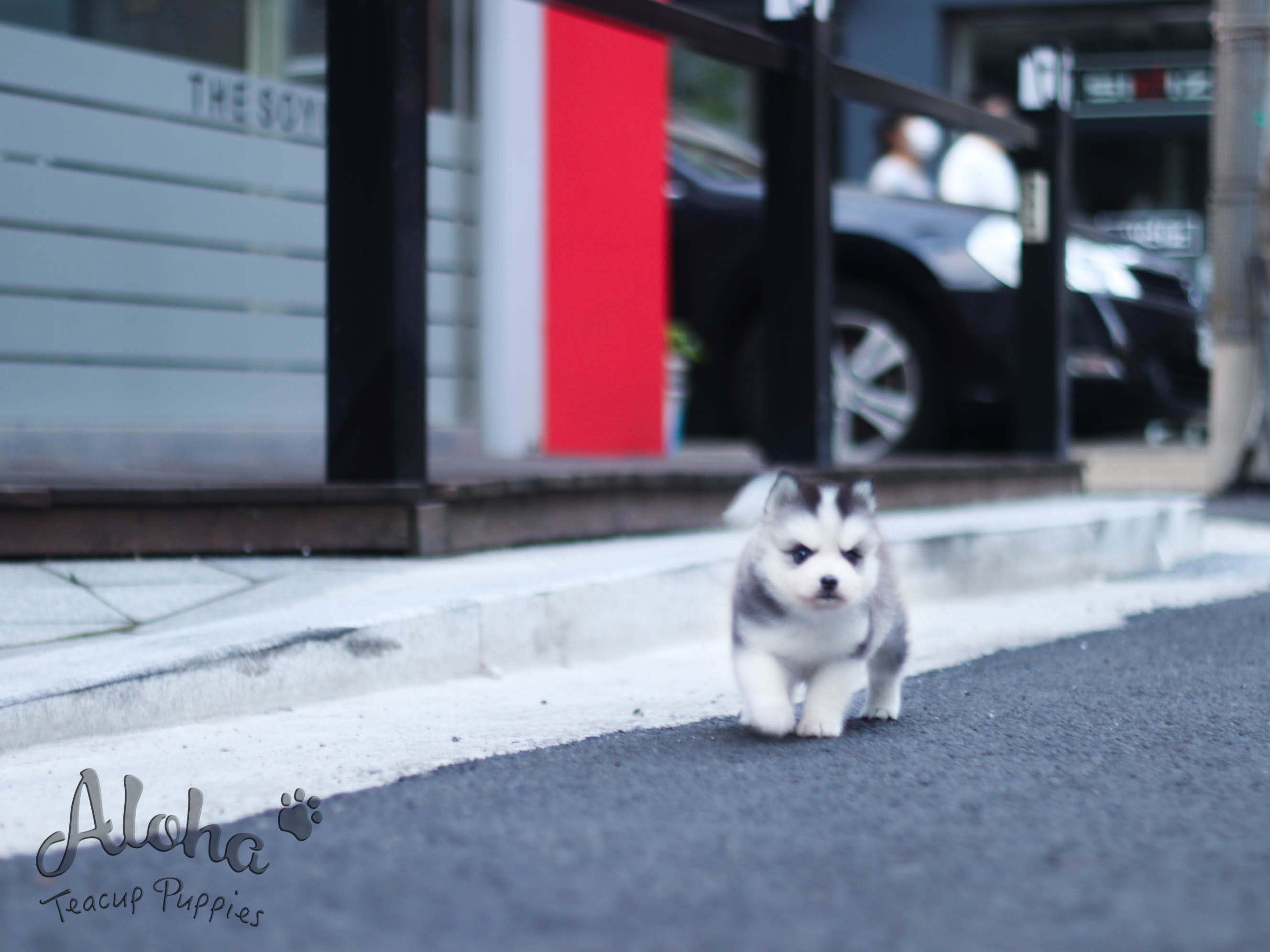 售予Maytinee，鲨鱼 [茶杯哈士奇混波美拉尼亚犬]