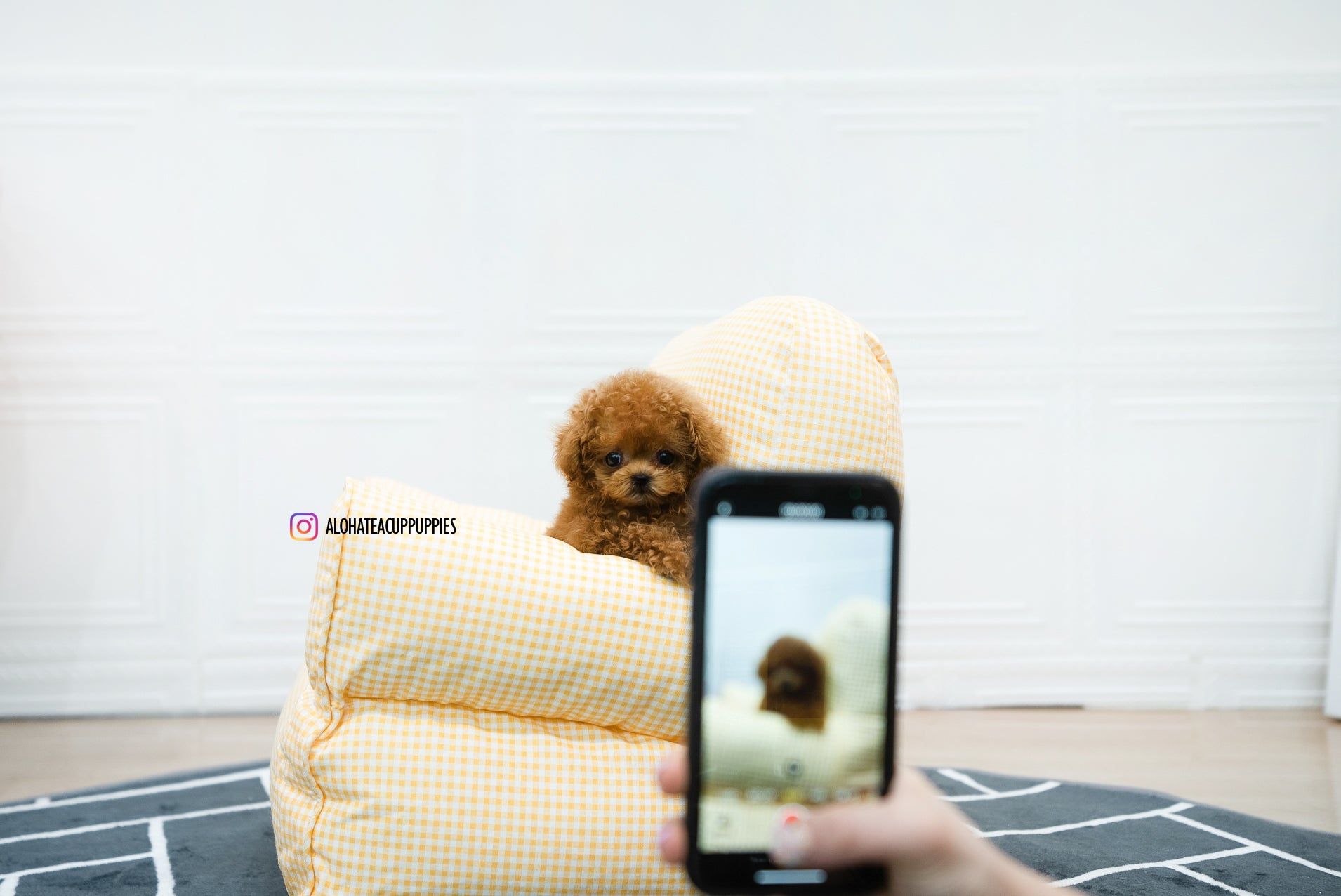 Hazel [TEACUP POODLE]