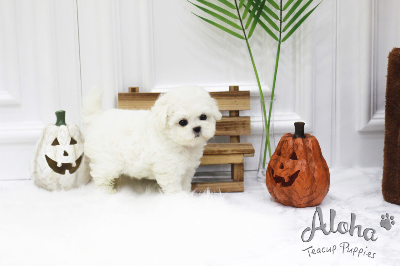 Marshmallow [TEACUP BICHON]