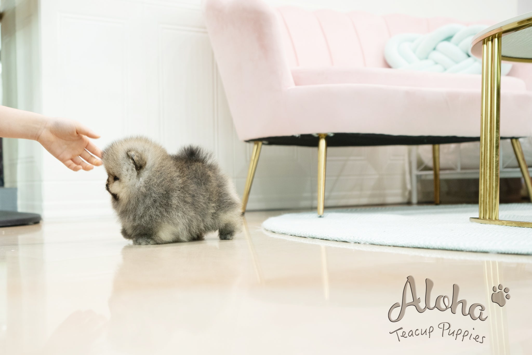 Gideon [TEACUP POMERANIAN]