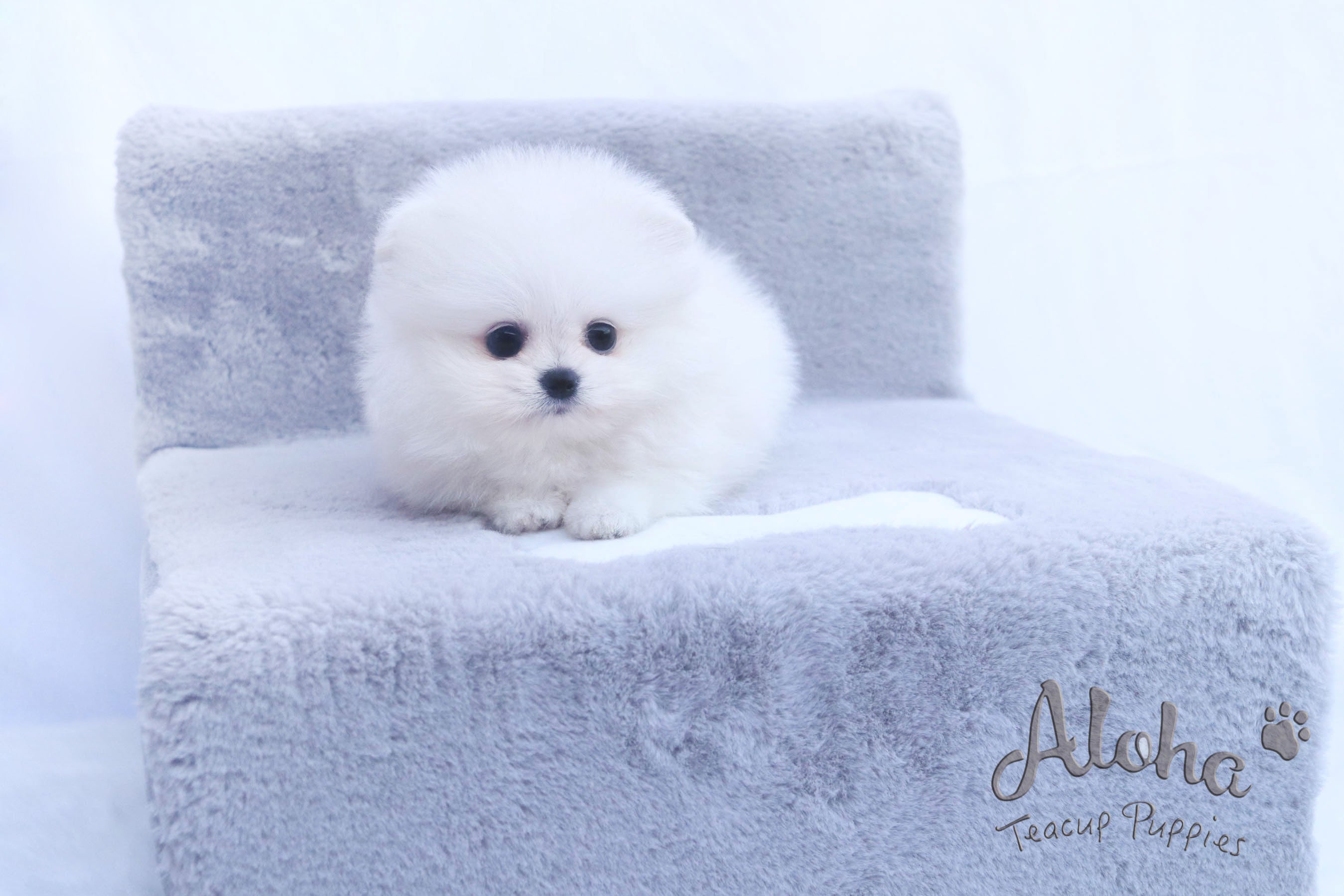 Vendido a Eric, LILY - [Pomerania Toy]