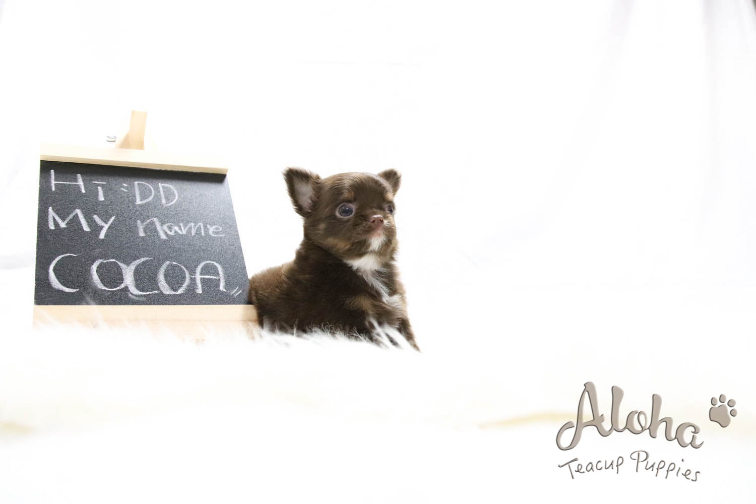 Sold to Nicole, Cocoa - [Chihuahua]