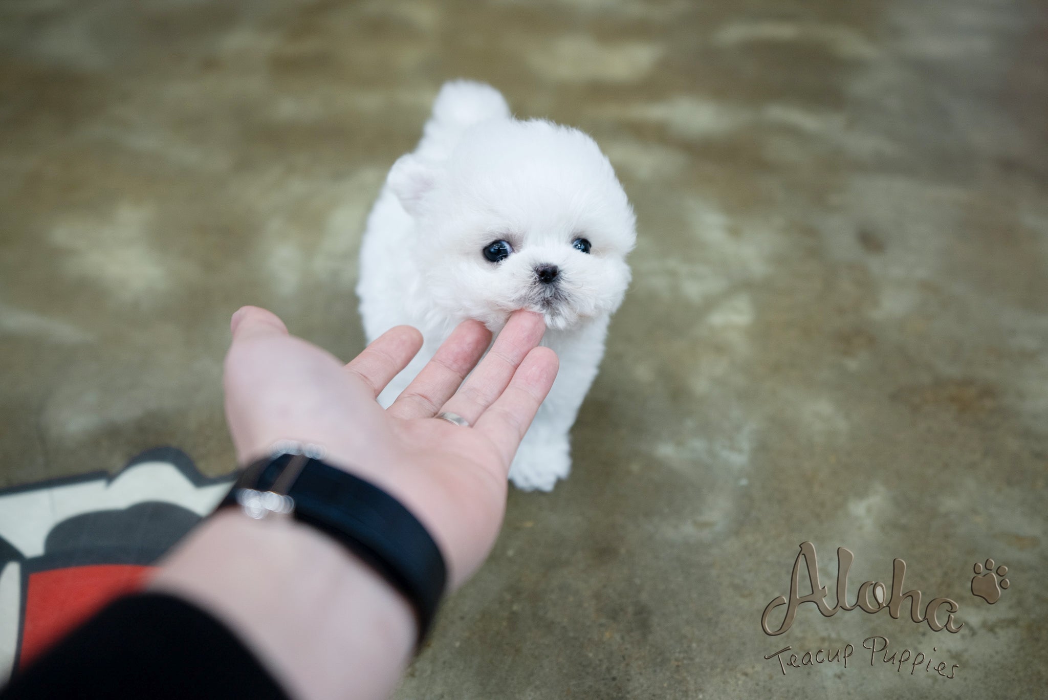Angela [TEACUP BICHON]