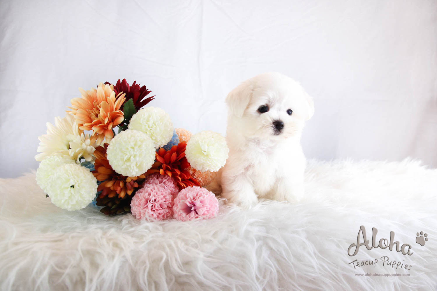 Lucky - [Maltese] - Sold to Beth De Campos