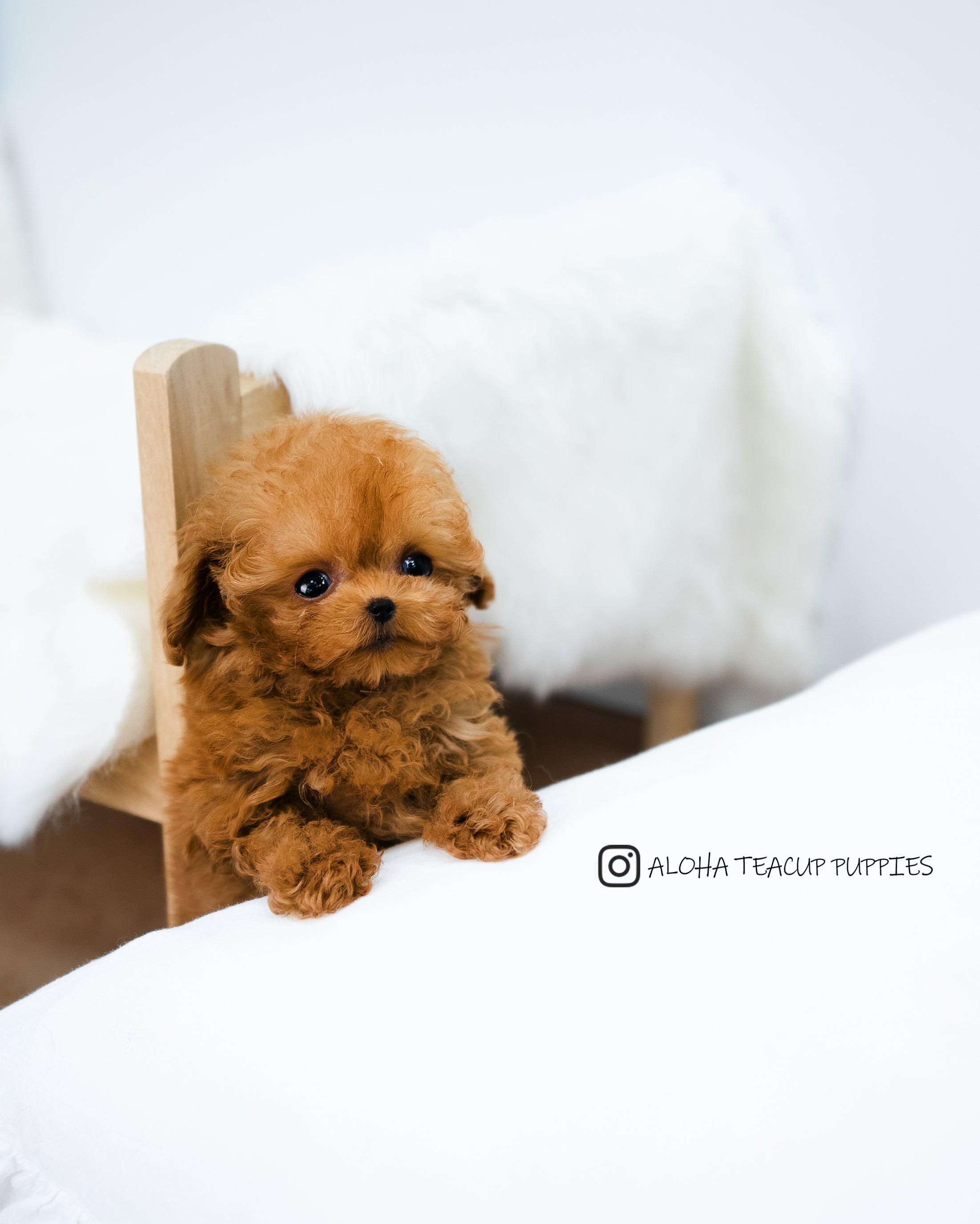 Finn [POODLE TOY]