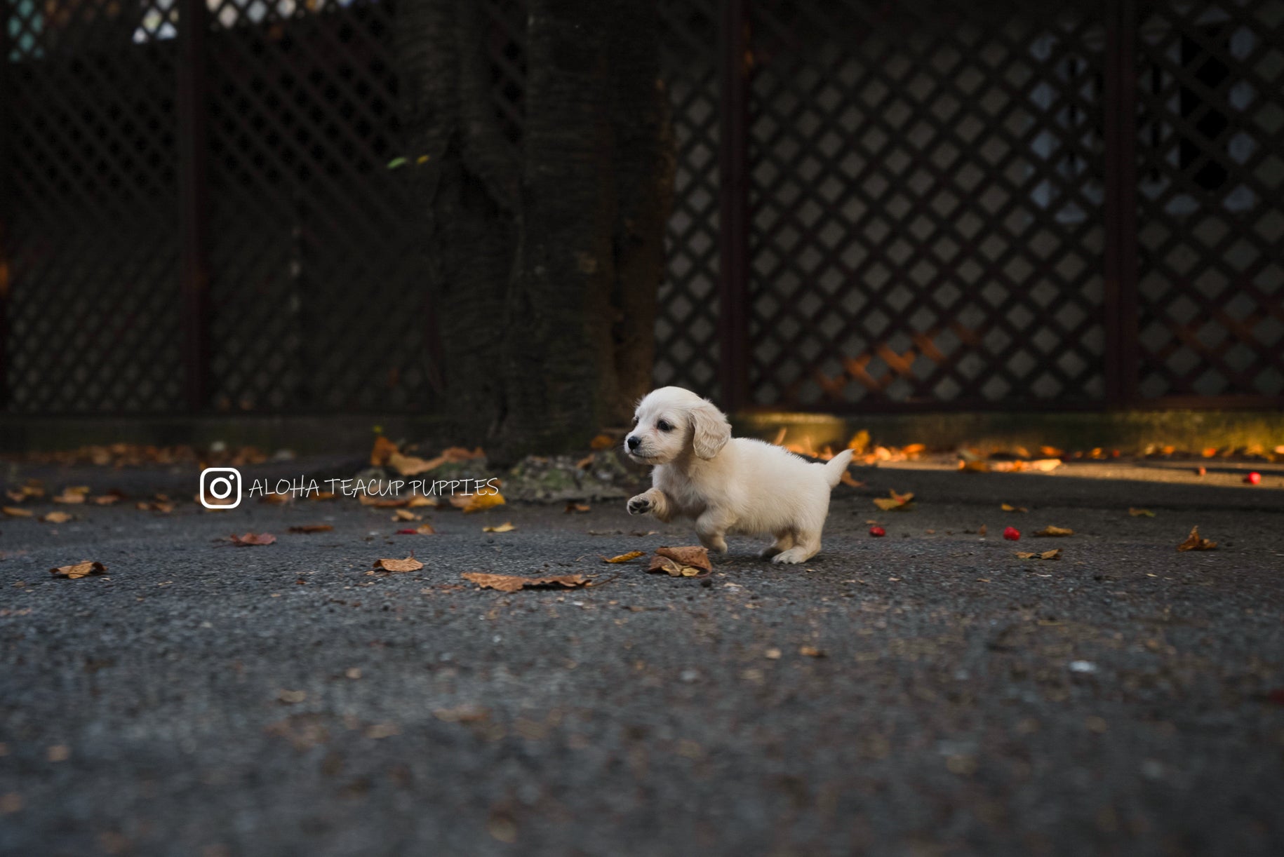 Lily [TEACUP DACHSHUND]