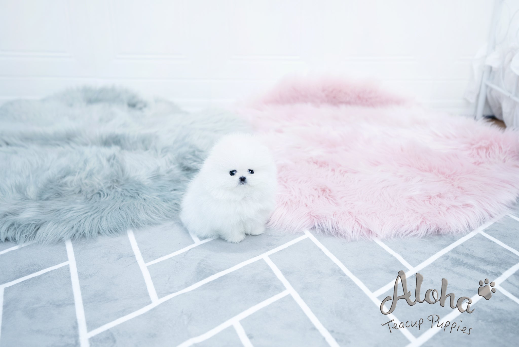 Aurora [TEACUP POMERANIAN]
