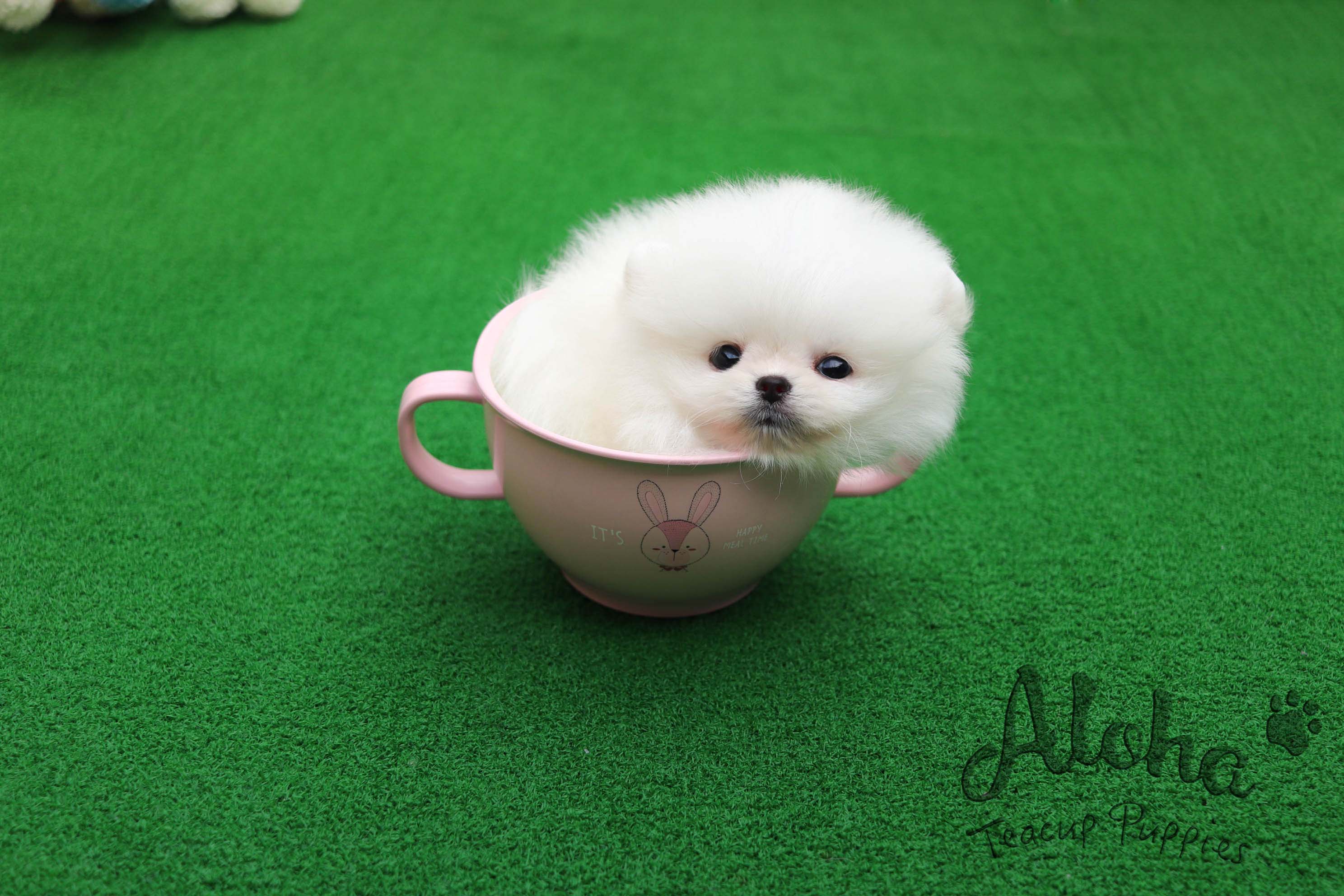 Sold to Sana, Dior [TEACUP POMERANIAN]