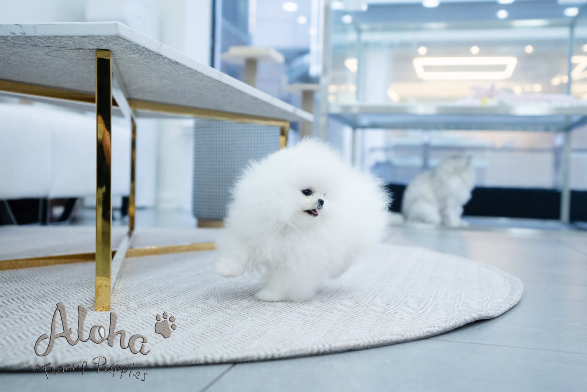 Annabel [TEACUP POMERANIAN]