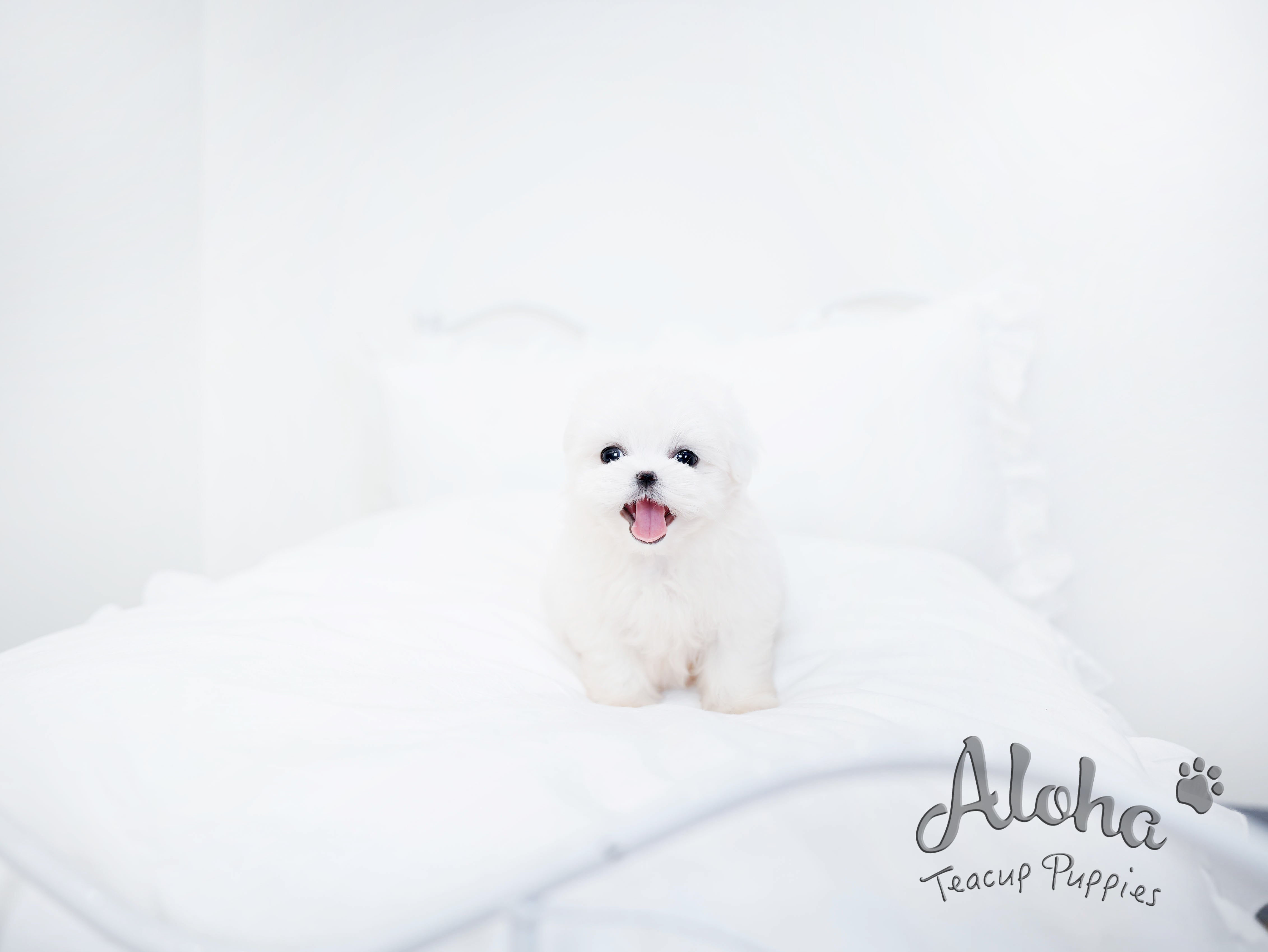 Owen [TEACUP MALTESE]