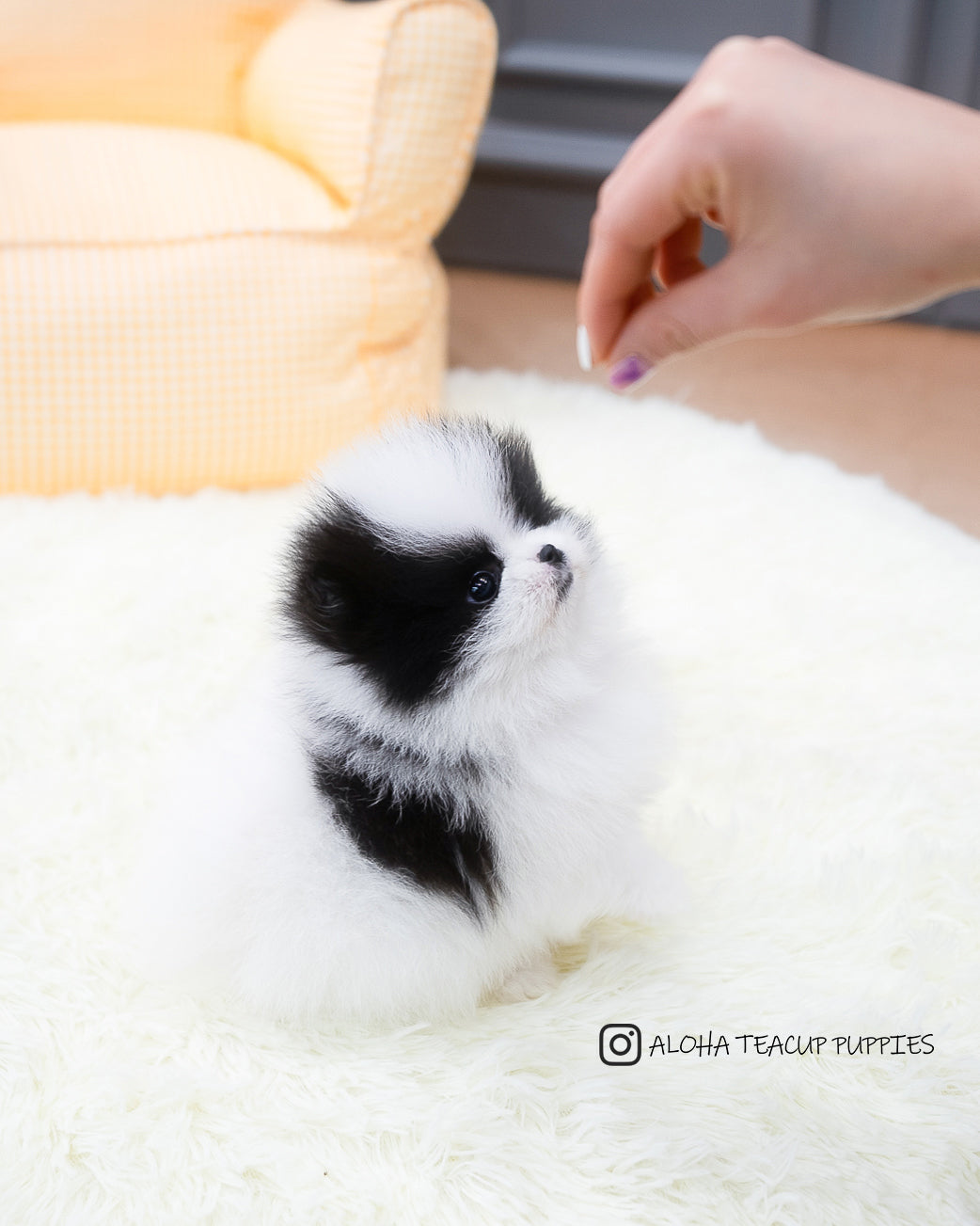 Linda [Pomerania DE BOLSILLO]