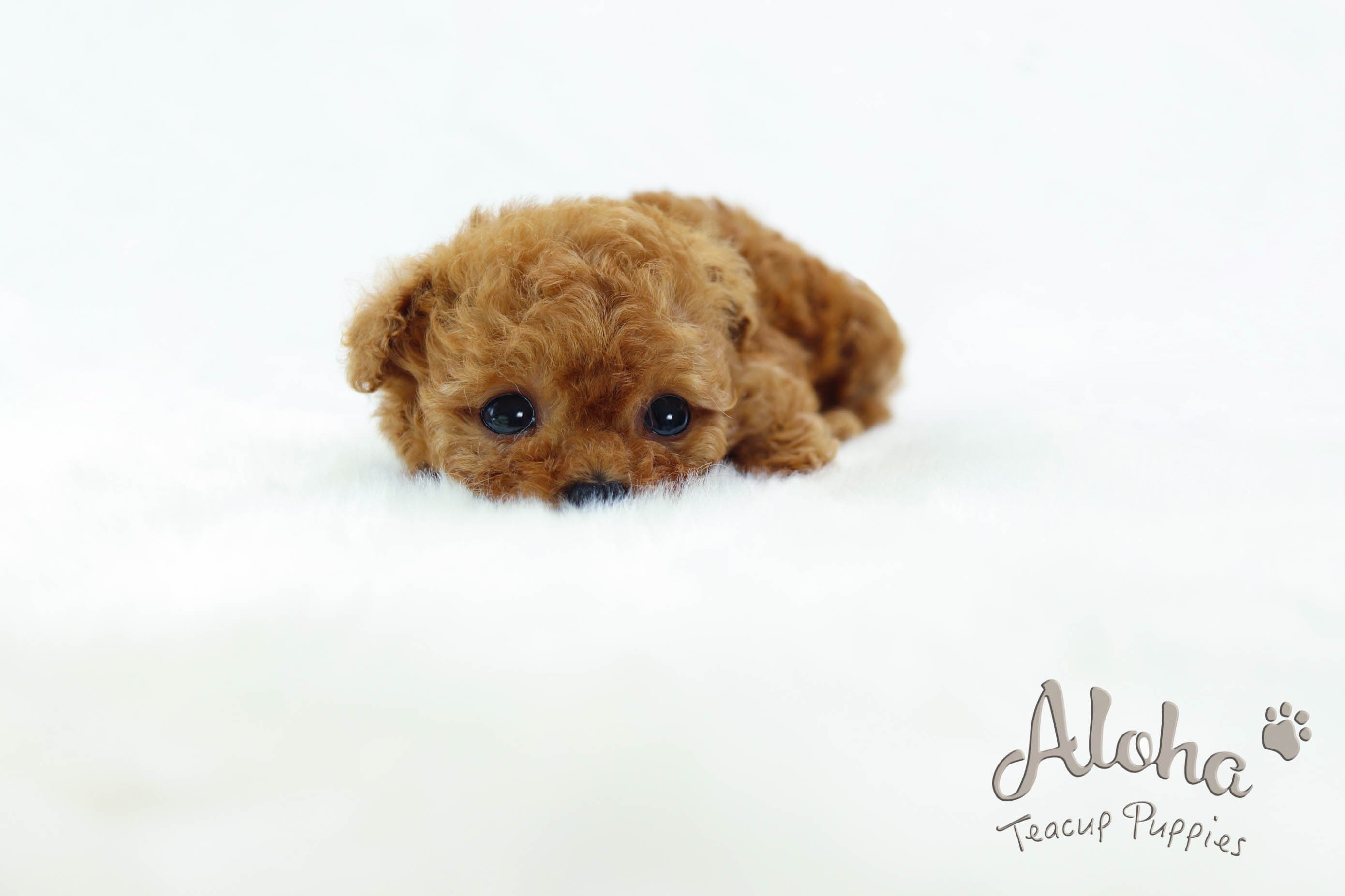 Sold to Andrea, THEO [TEACUP POODLE]