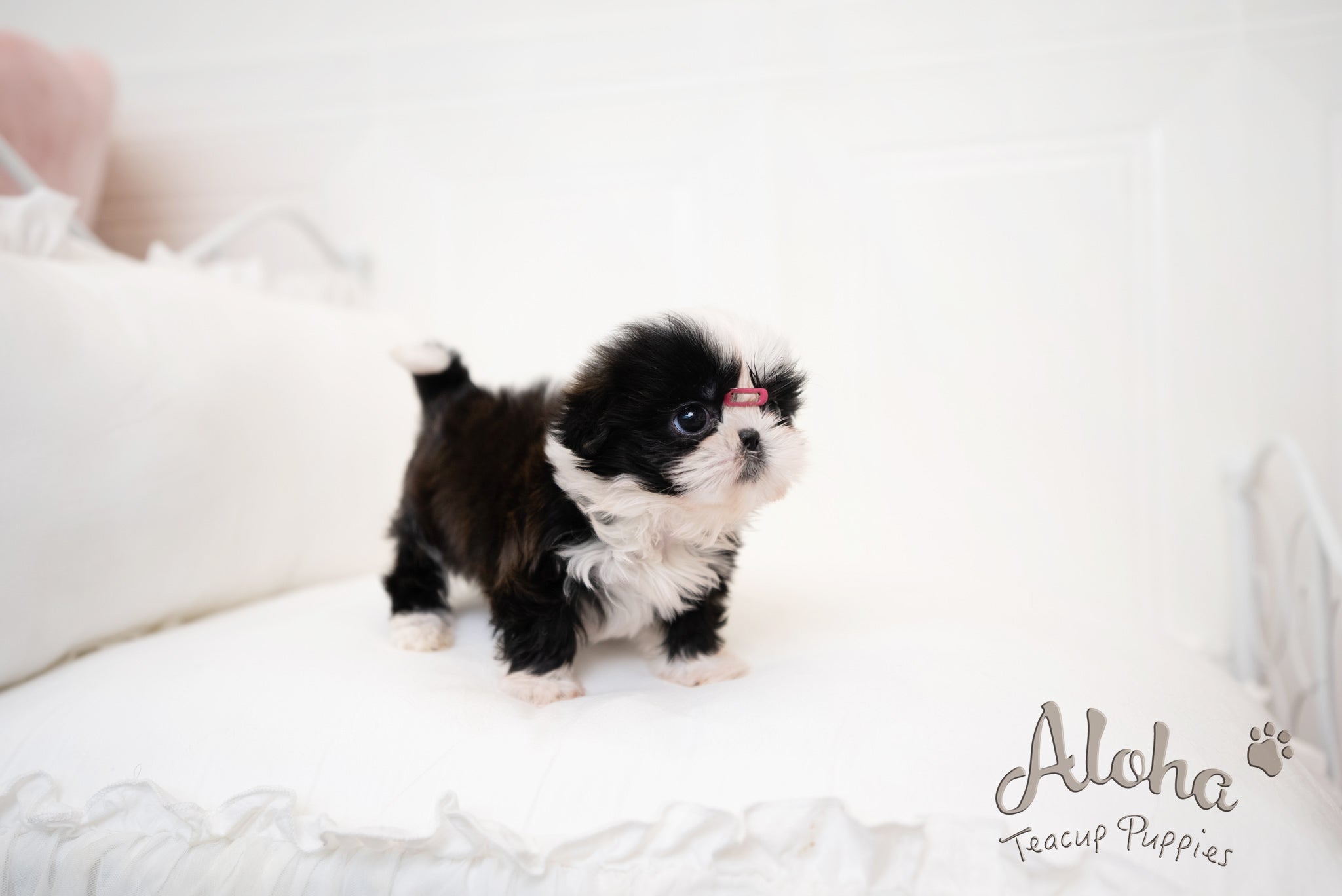 Zana [TEACUP Shihtzu]