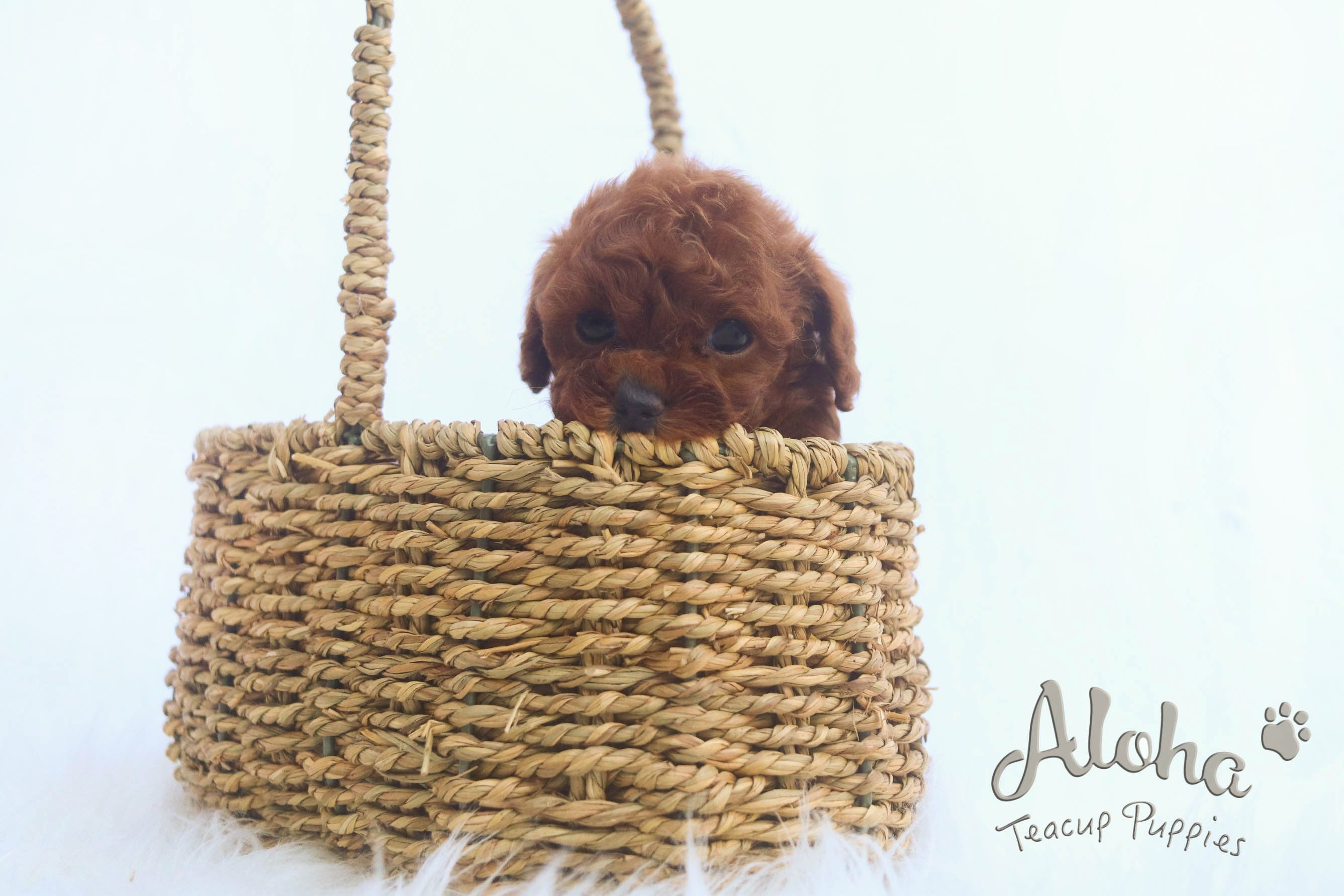 Vendido a Xiao, BUDDY [Caniche]