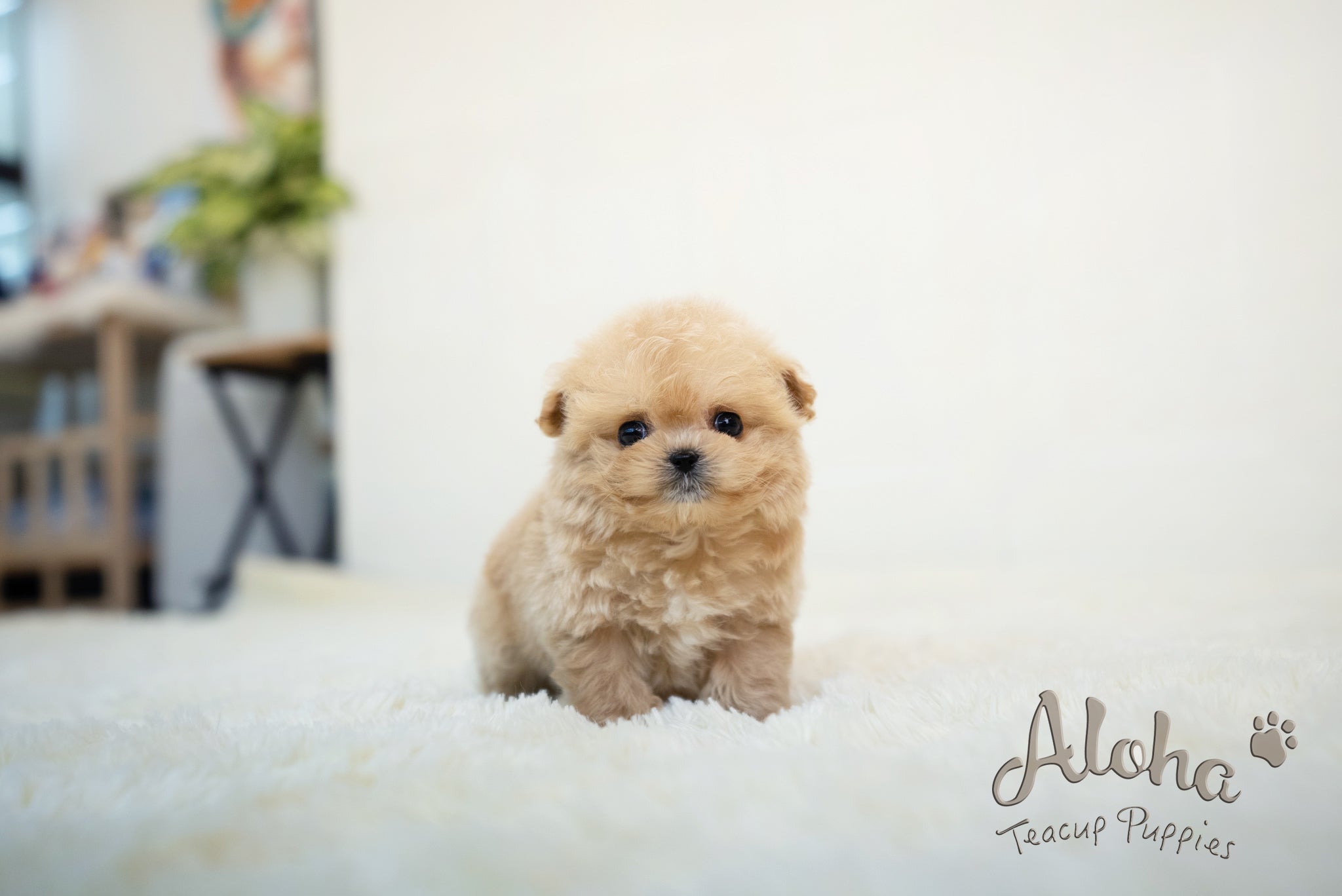 Mario [TEACUP MALTIPOO]