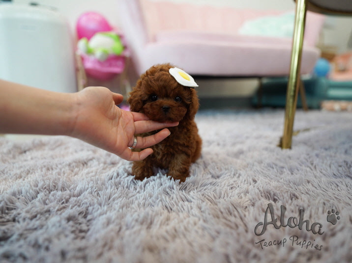Colin [TEACUP POODLE]