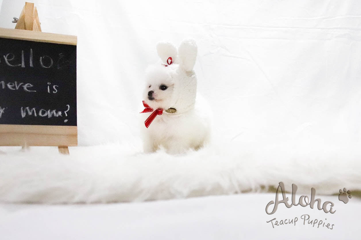 Sold to Liwenzhu, Prada [TEACUP POMERANIAN]