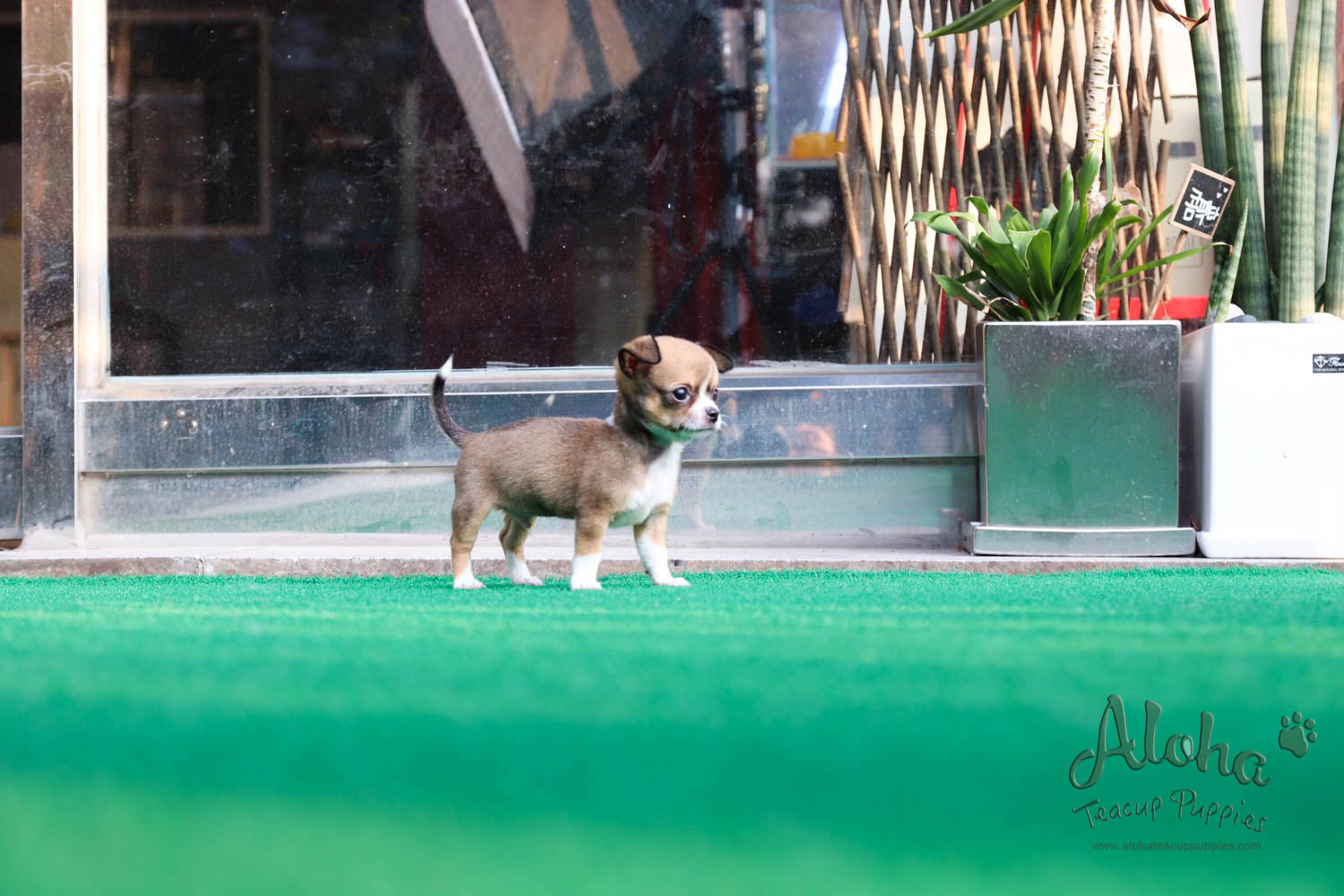 Jerome - [Chihuahua]
