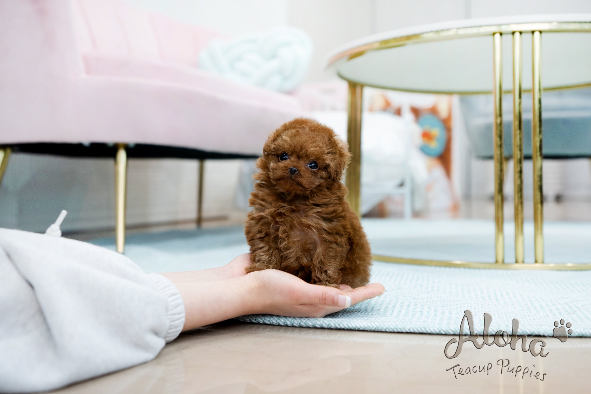 Alice [TEACUP POODLE]