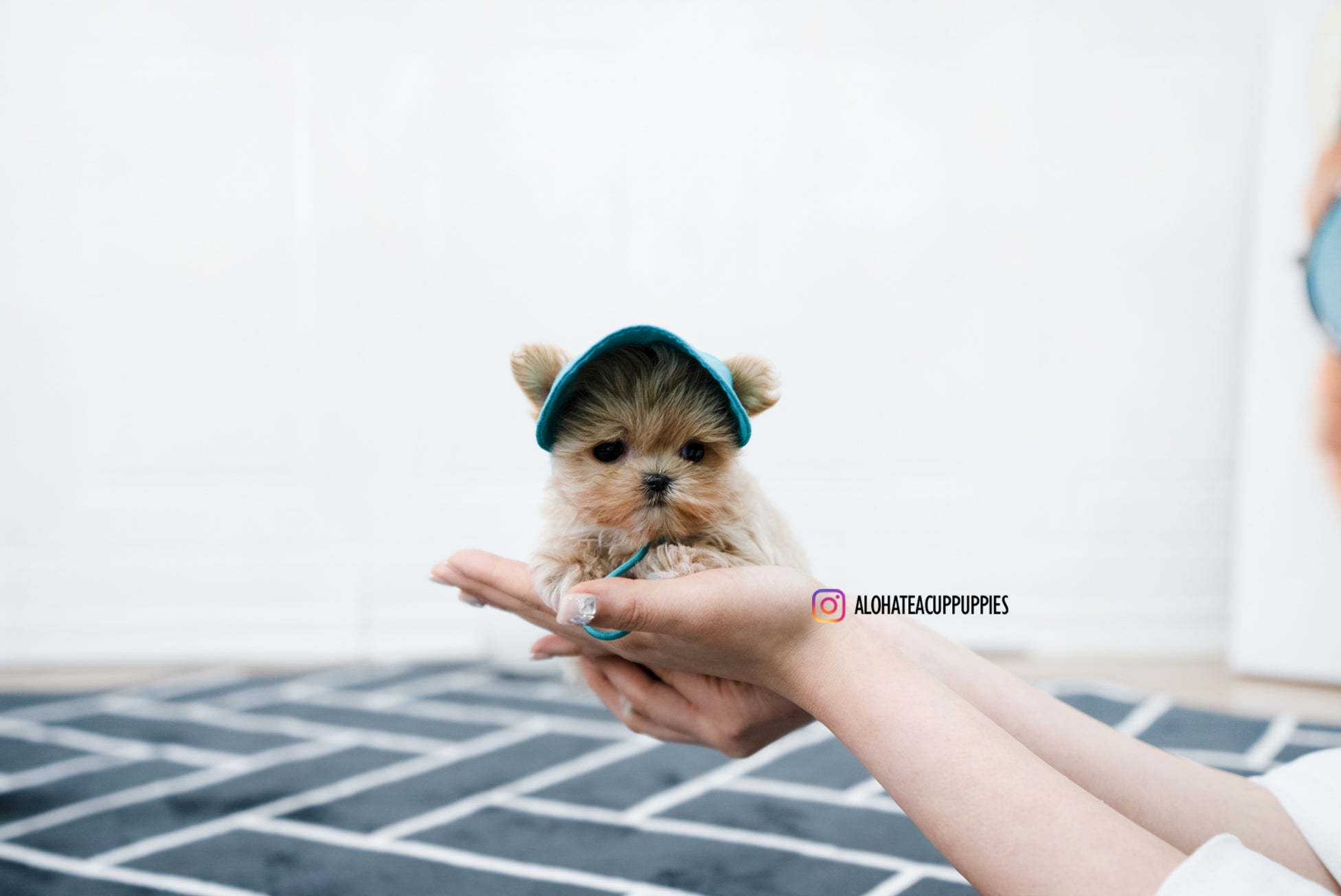 Bruno [TEACUP MALTIPOO]