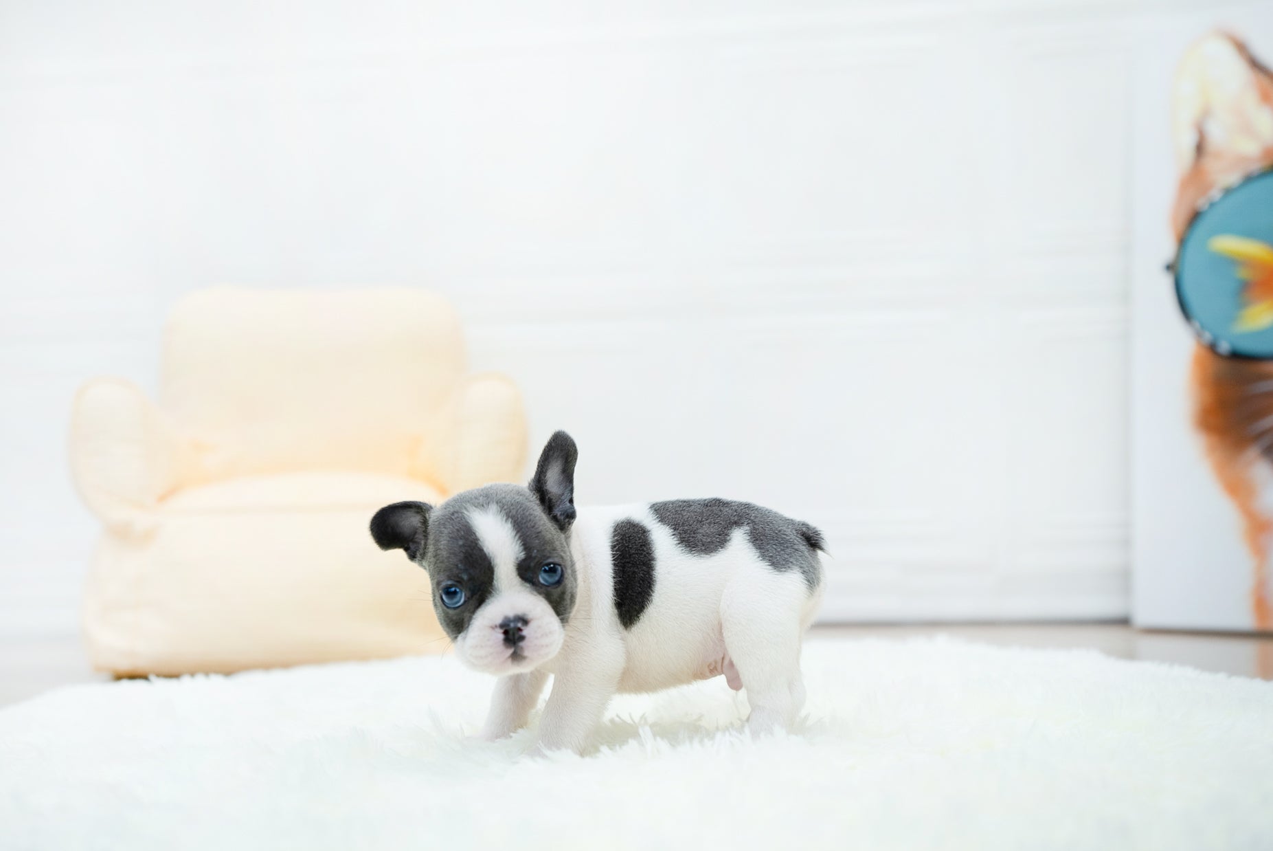 Brody [TEACUP FRENCH]