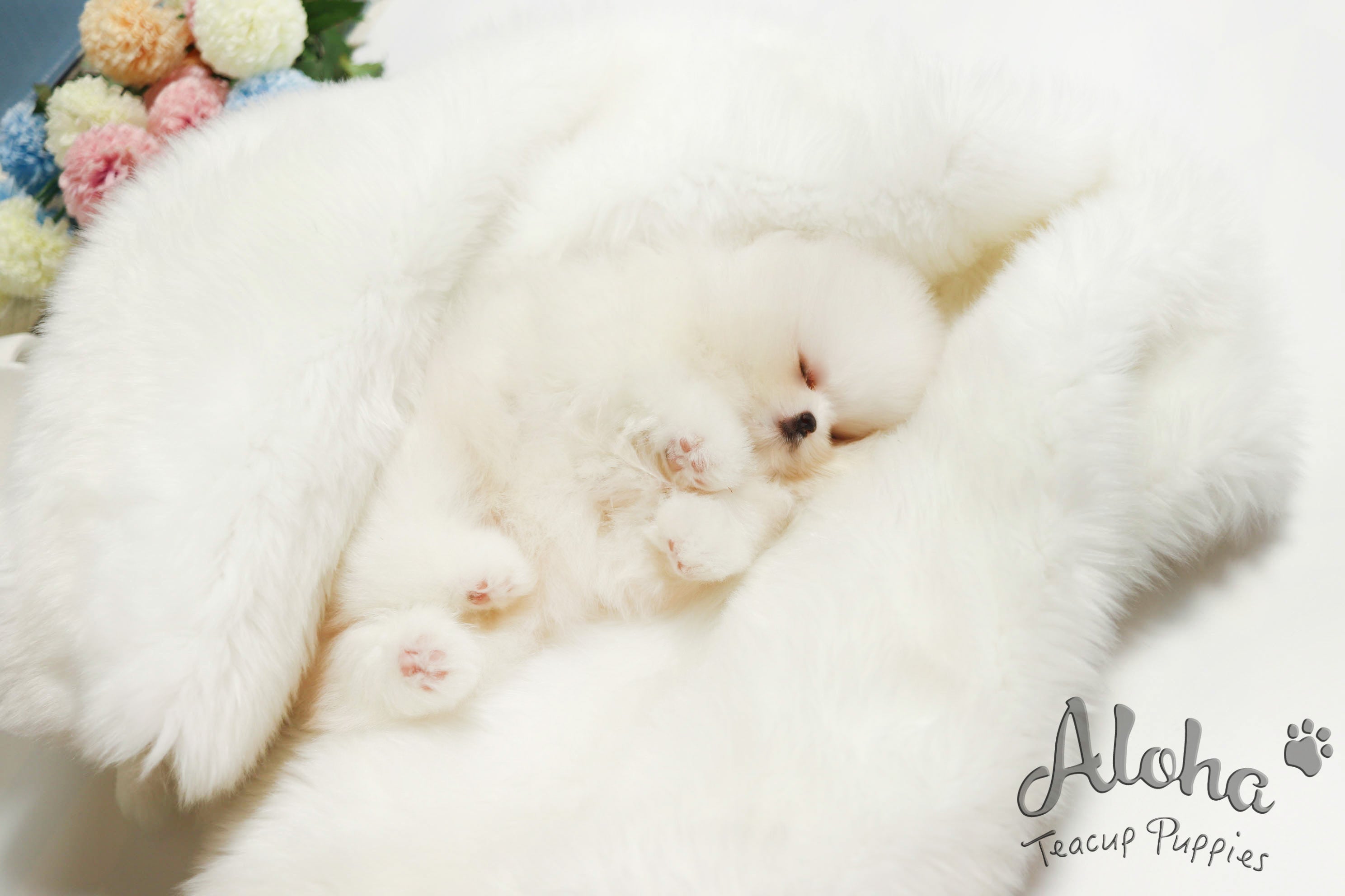 Sold to Amelia, Boo [Teacup Pomeranian]