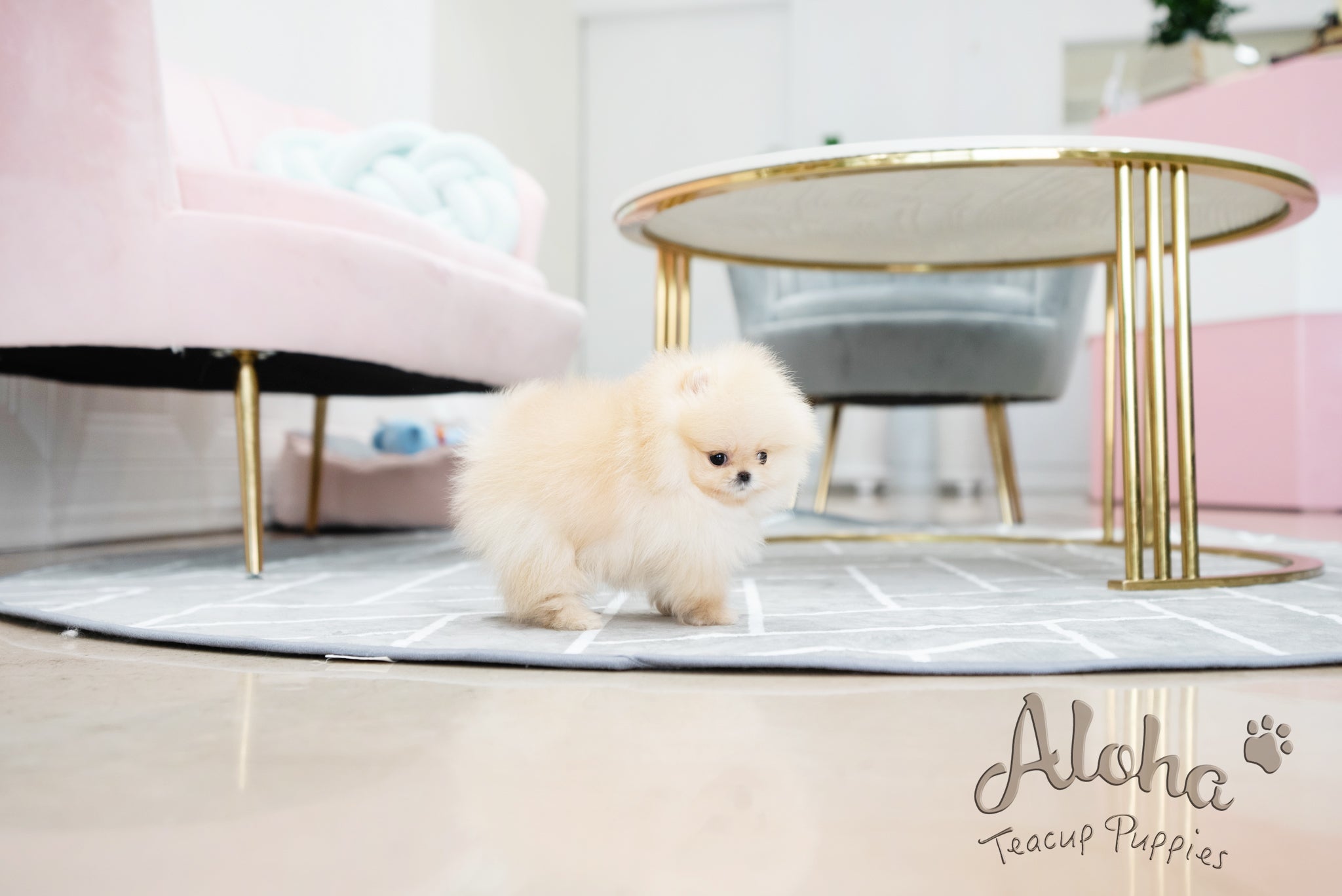 Clara [TEACUP POMERANIAN]