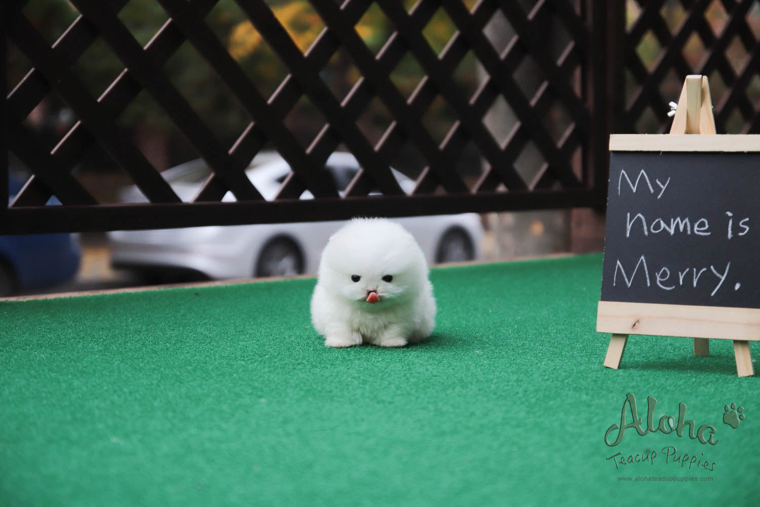 Sold to Diana, MERRY [TEACUP POMERANIAN]