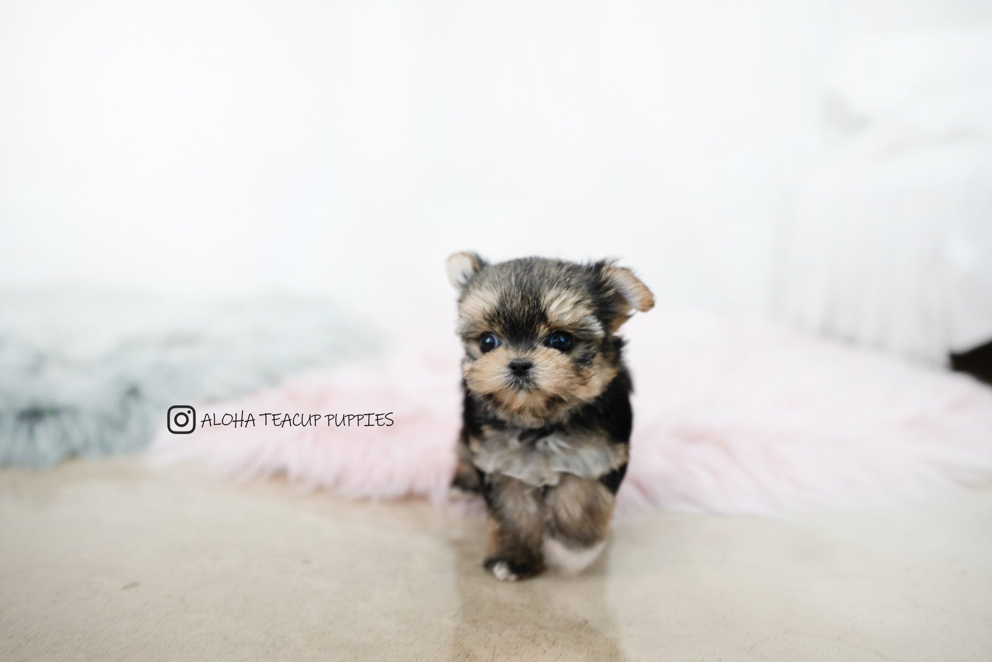 Margo [TEACUP YORKIE]