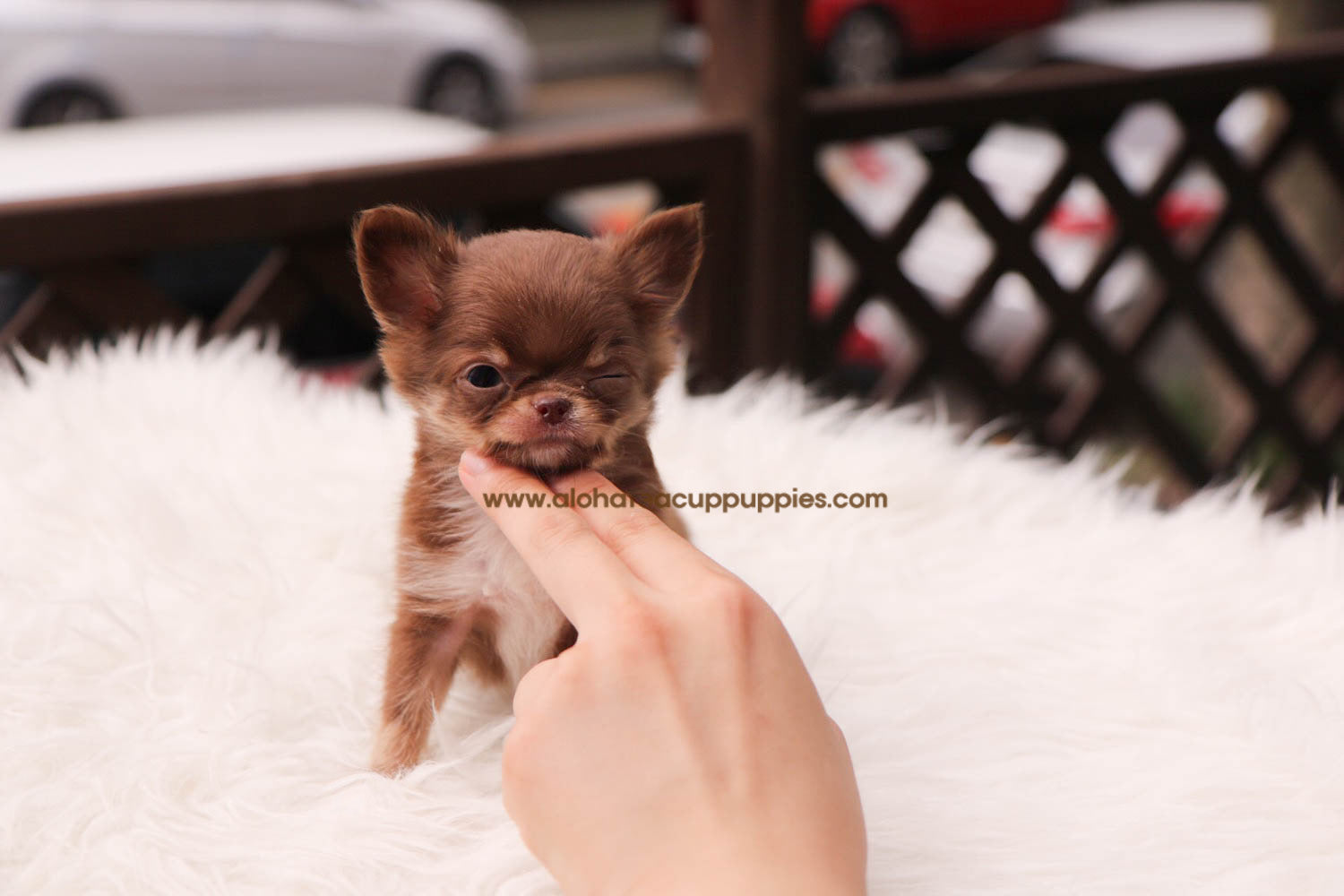 Woody - [Chihuahua] - Sold to Paul Buechele