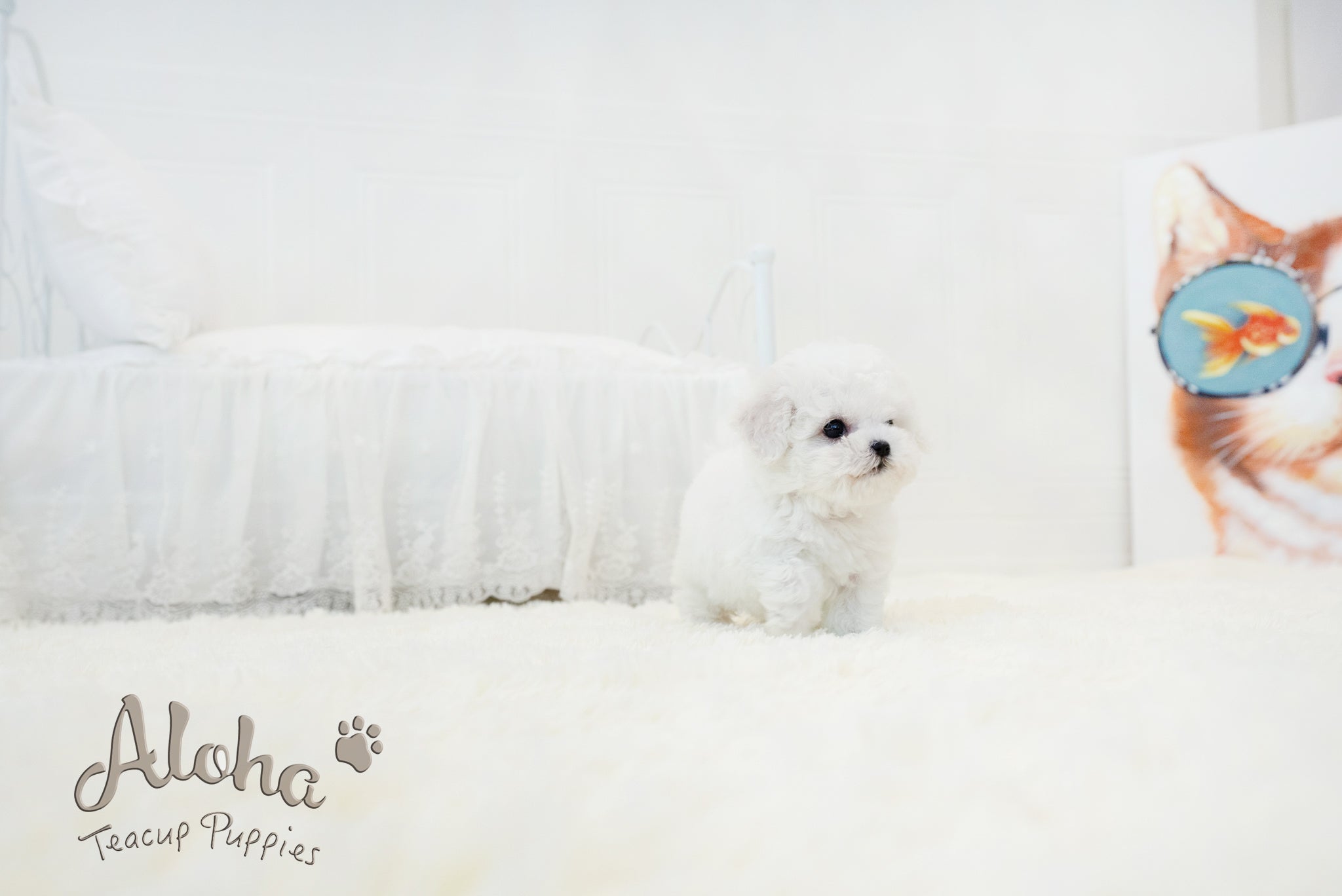Lyle [TEACUP BICHON]
