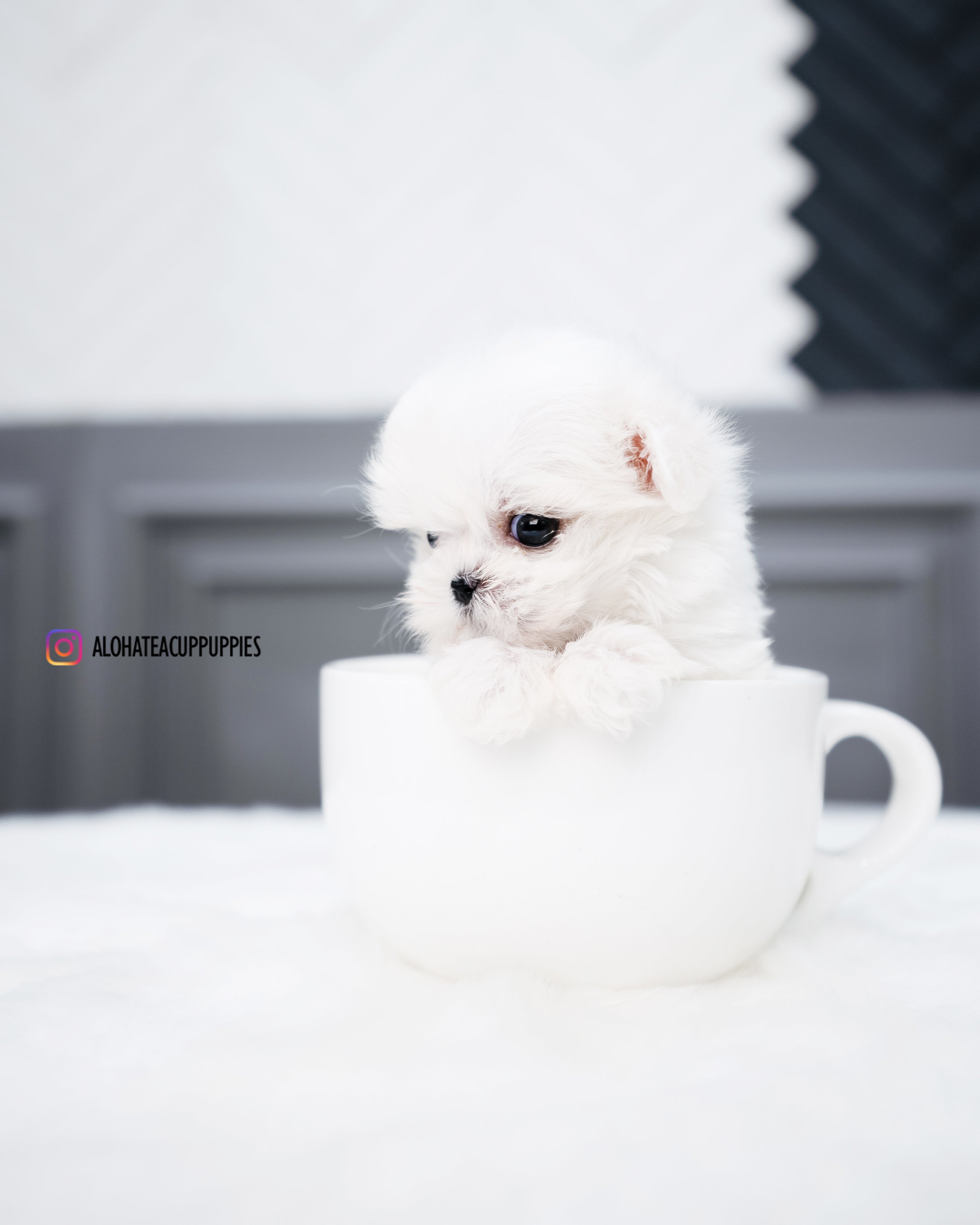 Elsa [TEACUP MALTESE]