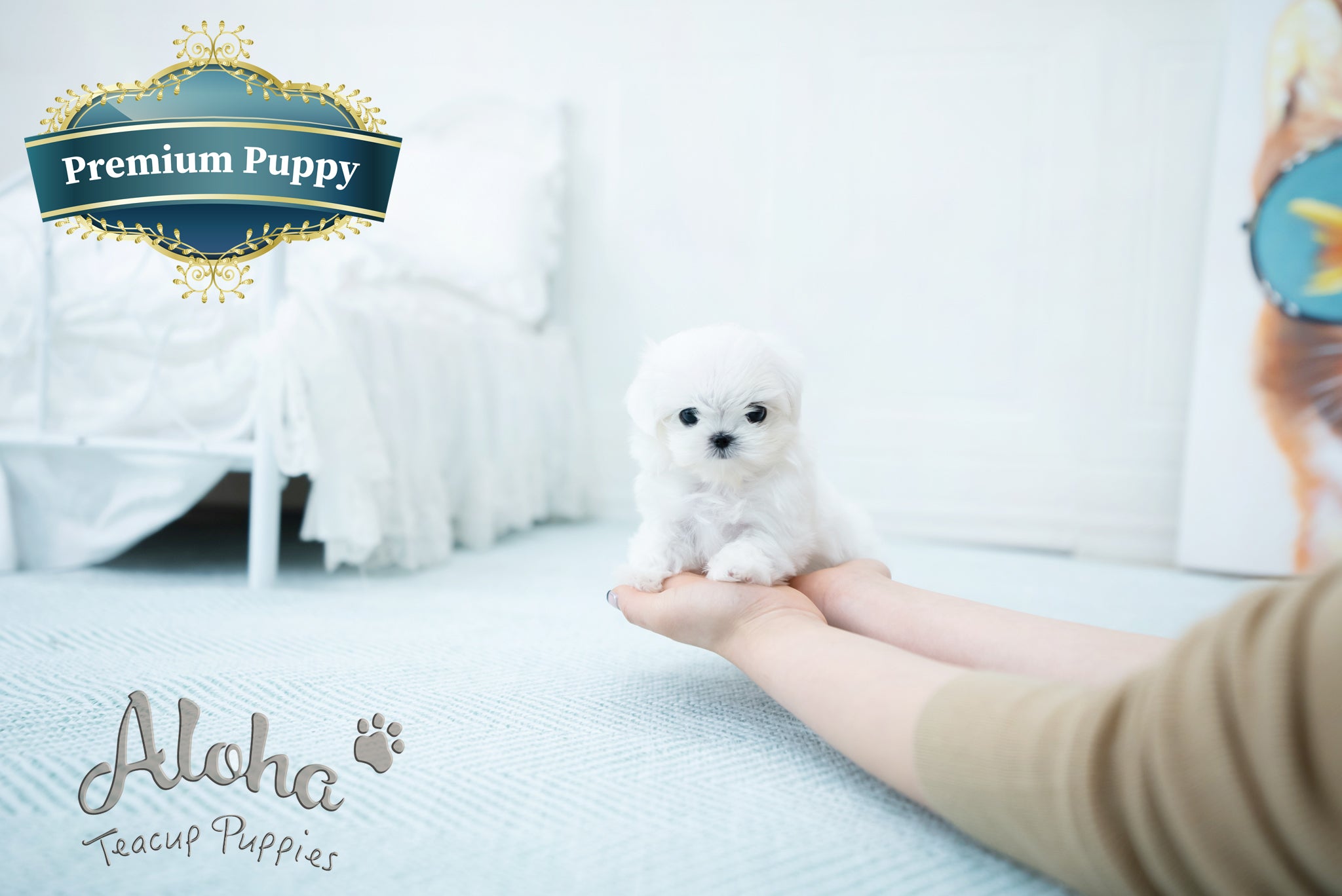 Melon [TEACUP MALTESE]