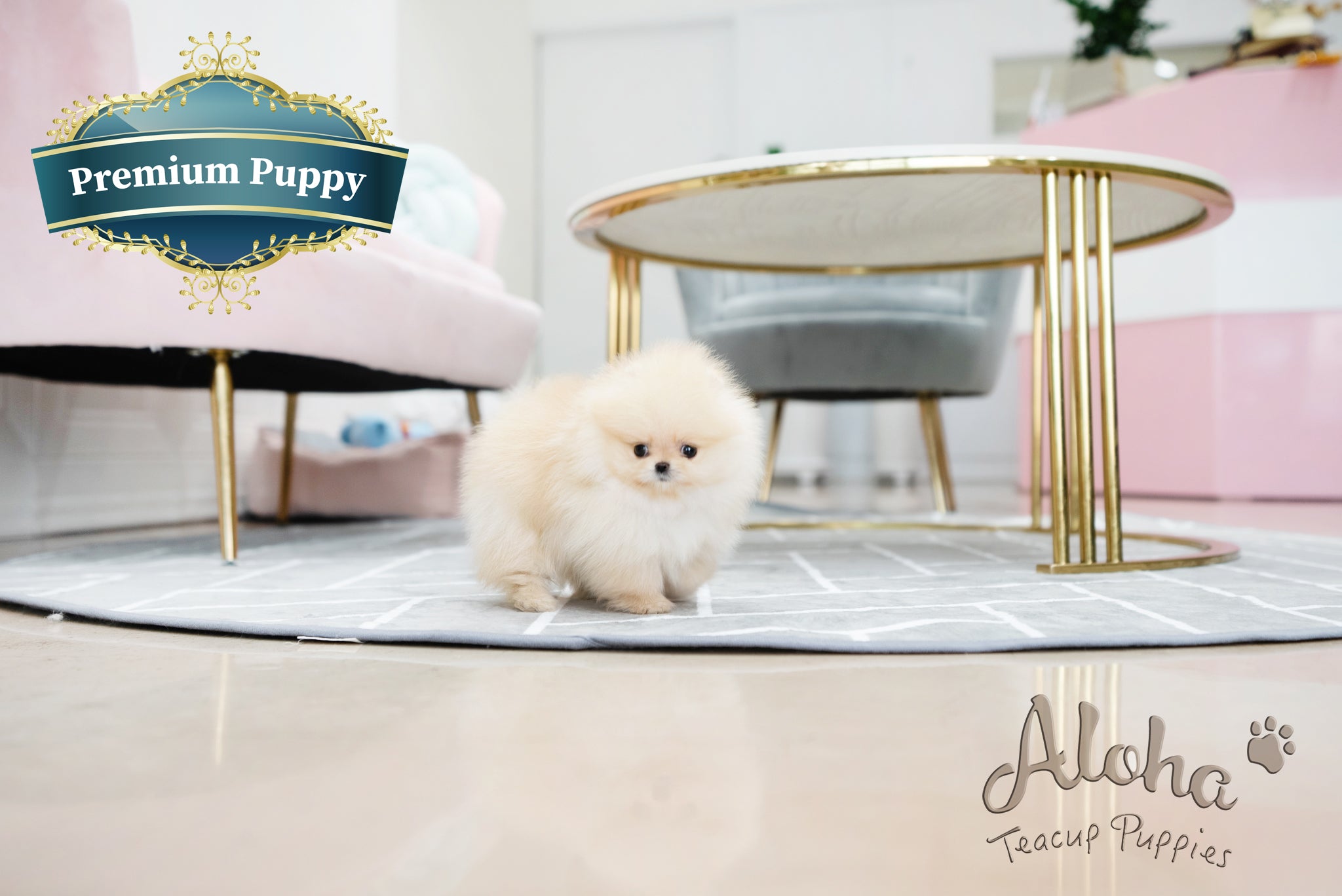 Clara [TEACUP POMERANIAN]