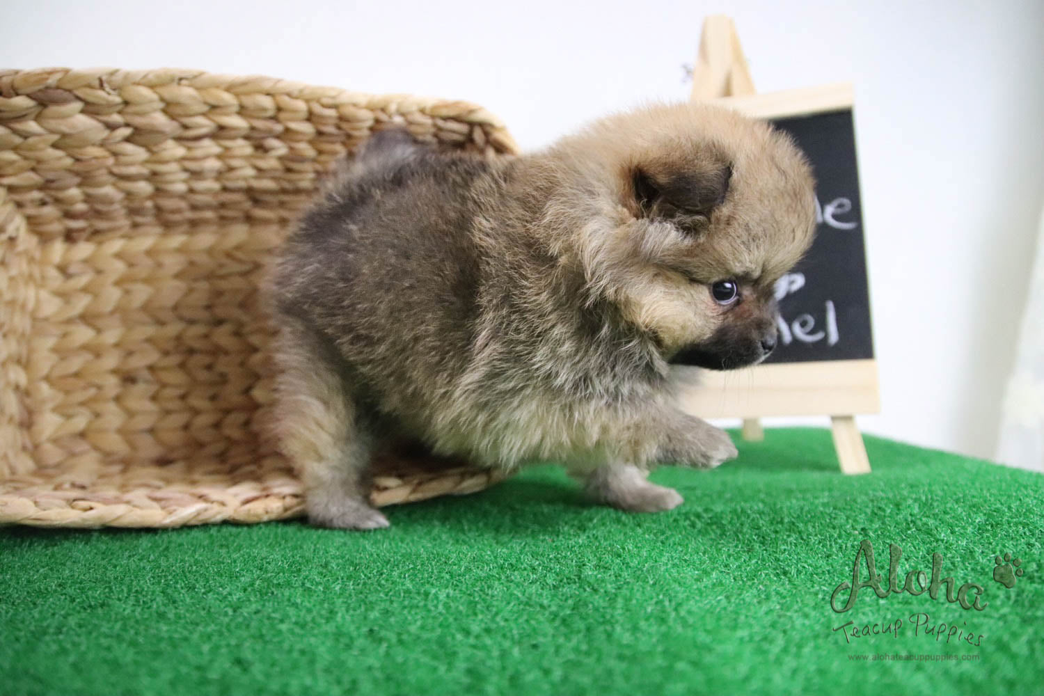 Caramel - [Pomeranian] - Reserved by Candide Monette