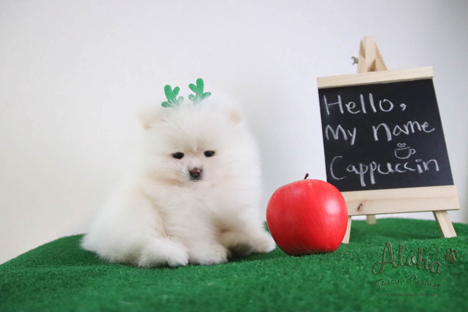 Cappuccino - [Pomeranian] - Reserved by Candide Monette
