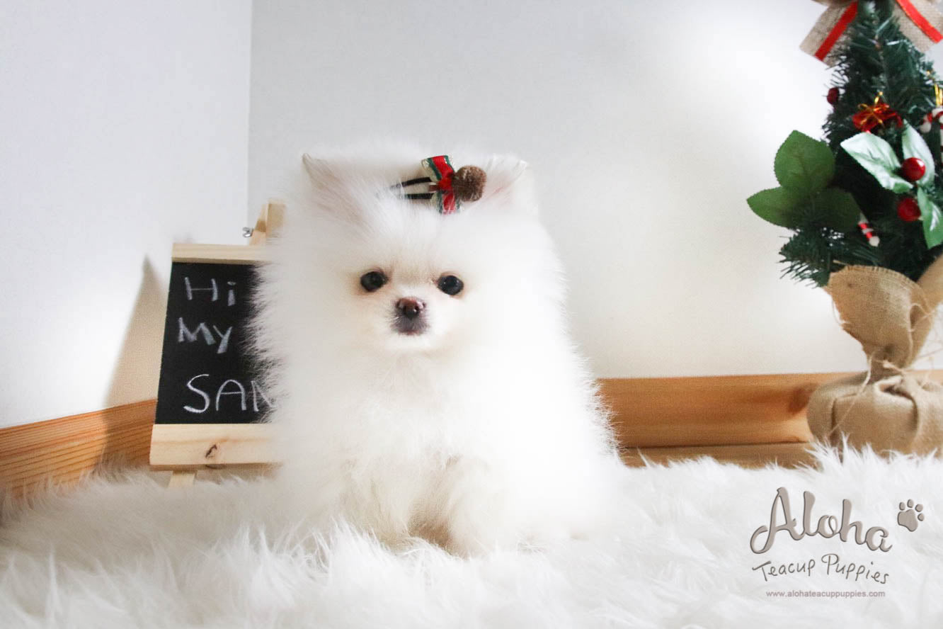 Santa - [Pomeranian]