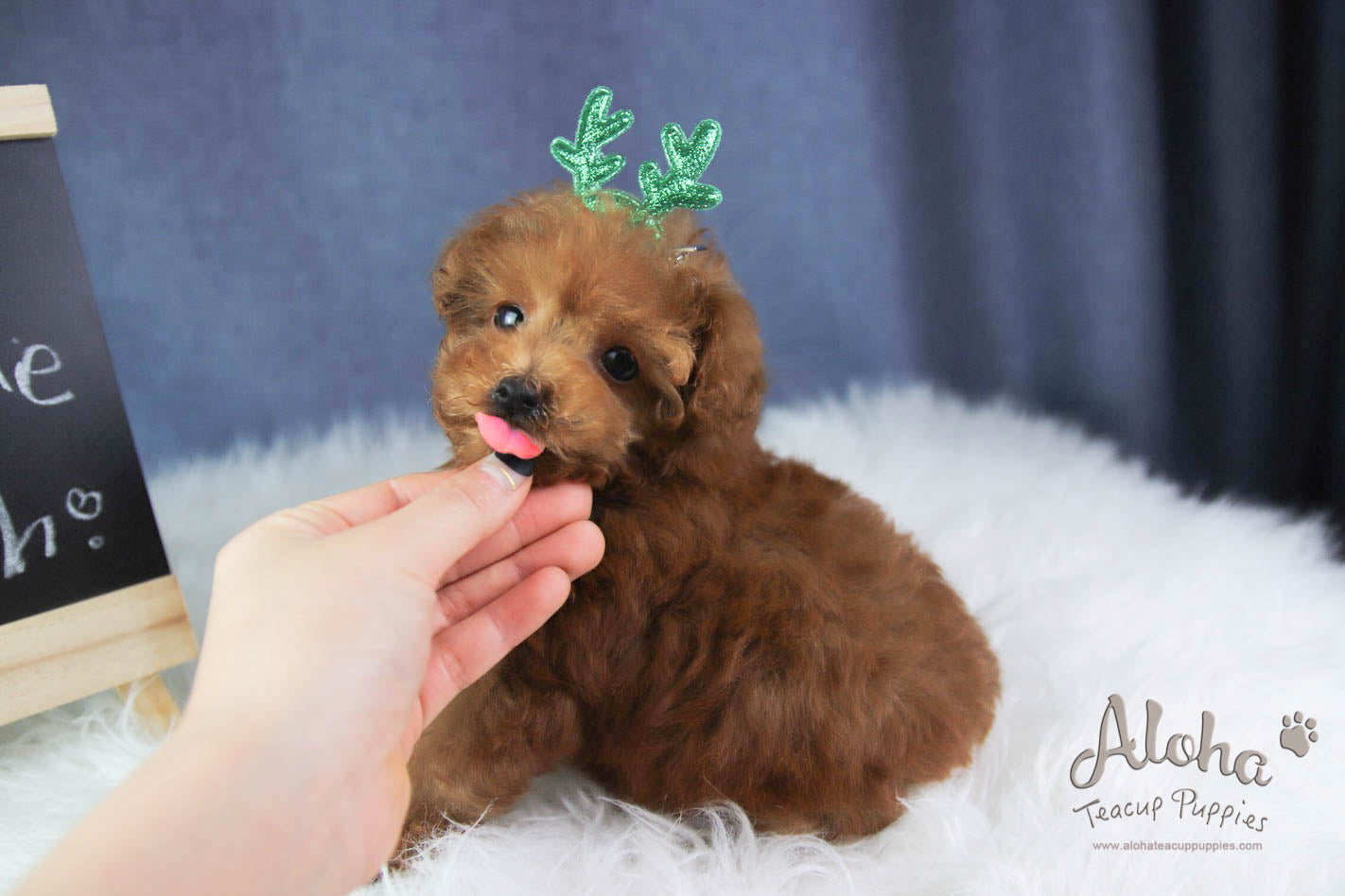 Rudolph - [Poodle]