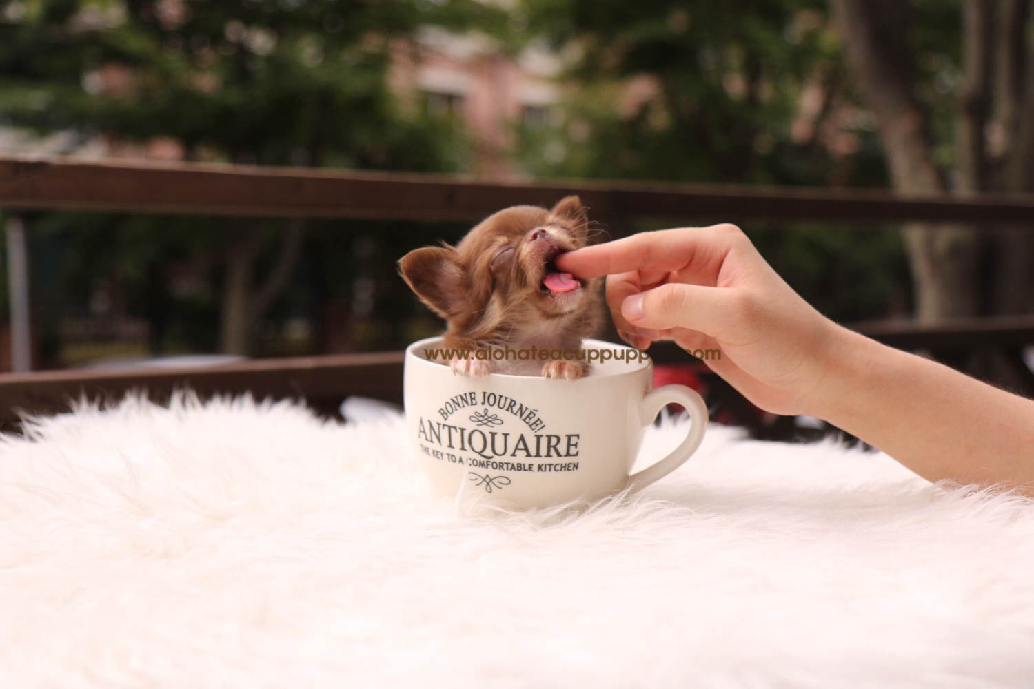 Woody - [Chihuahua] - Sold to Paul Buechele