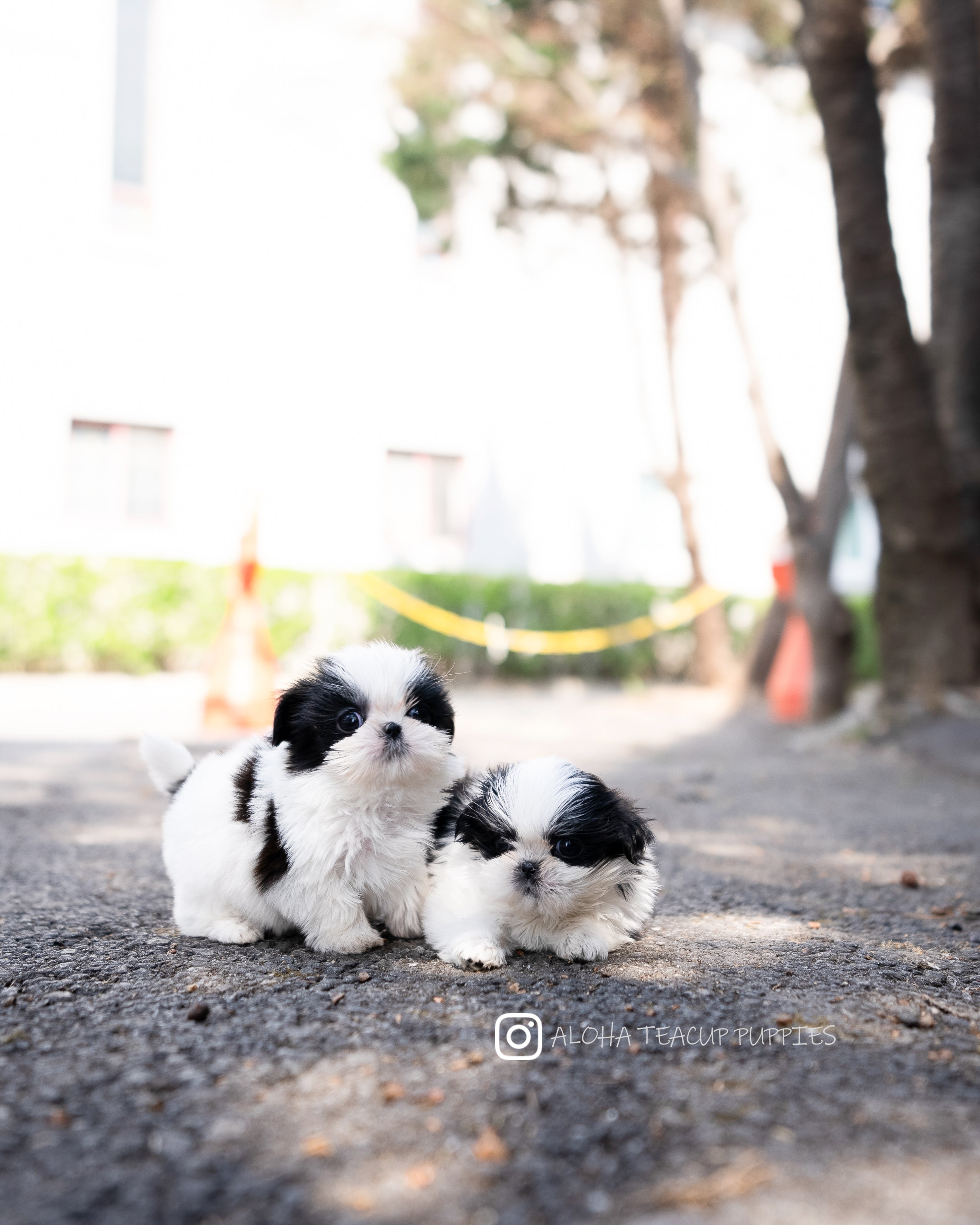 Freya [TEACUP SHIHTZU]