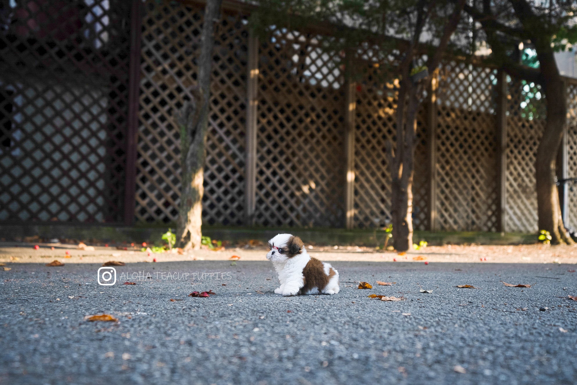 Maya [TEACUP SHIHTZU]
